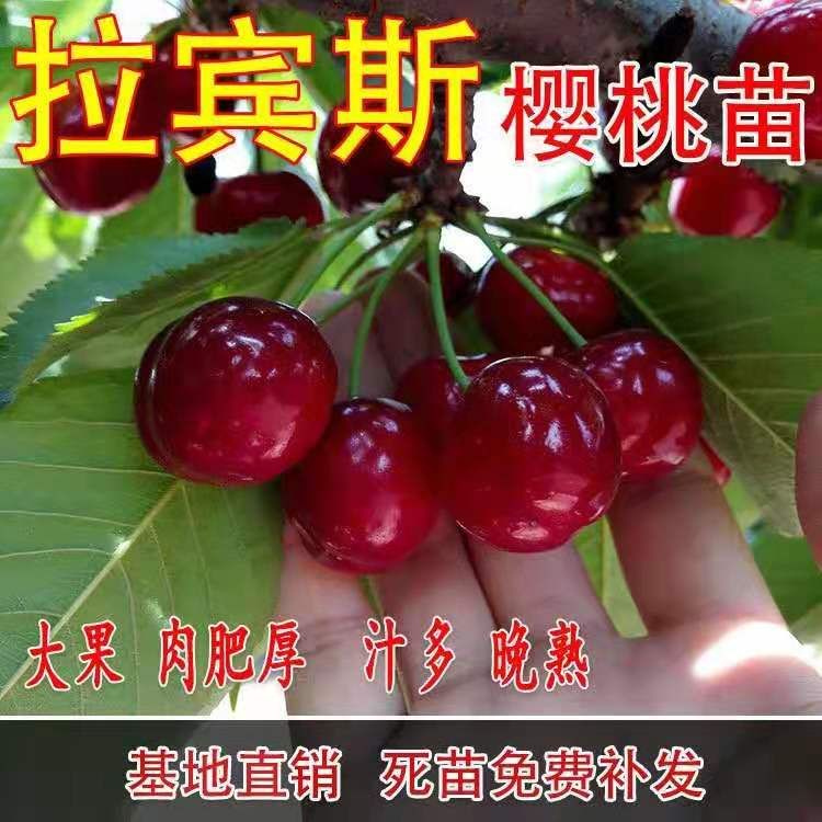 拉宾斯樱桃苗 拉宾斯优质受粉苗 现挖保湿发货 死苗免费补发