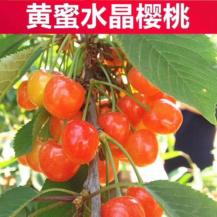 黄蜜樱桃苗 黄蜜 佳红 雷尼大樱桃 产量高 品种好