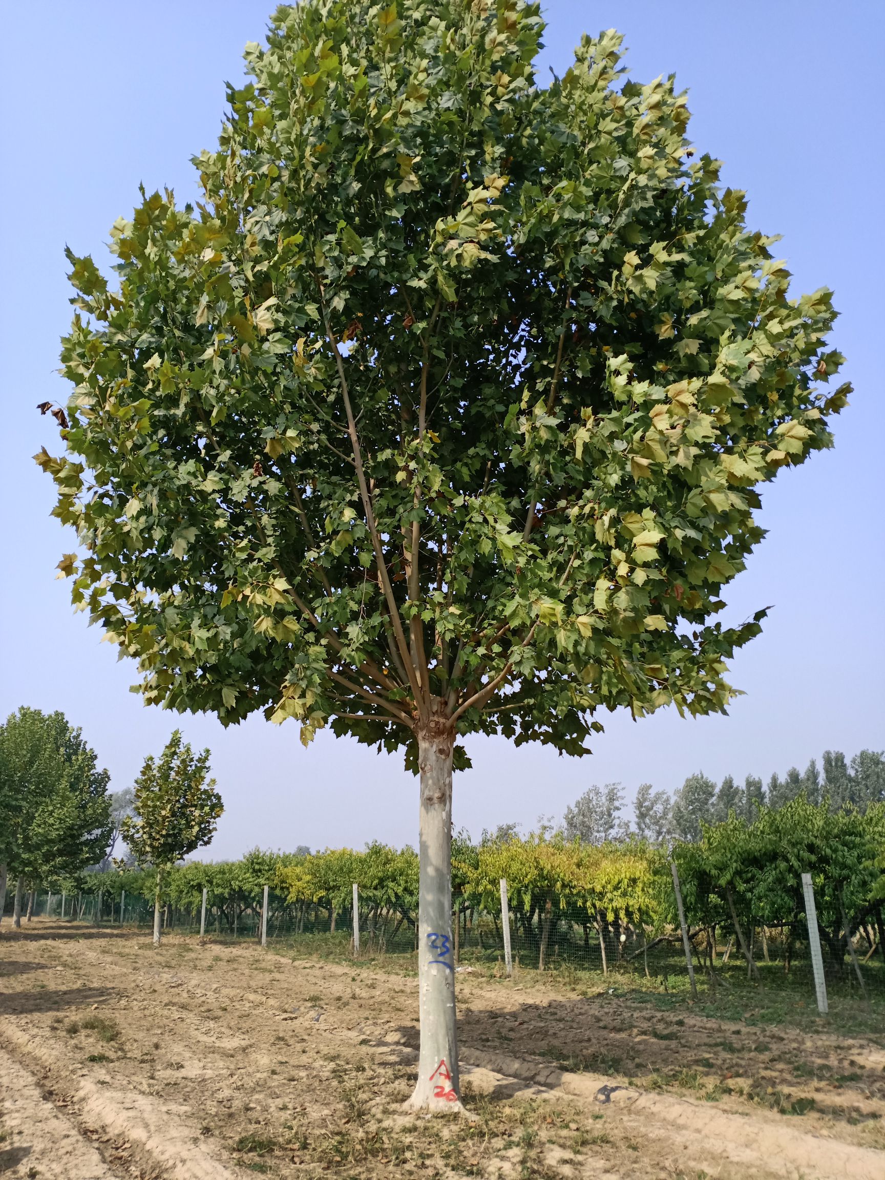 法国桐树 25-30公分四年冒大法桐