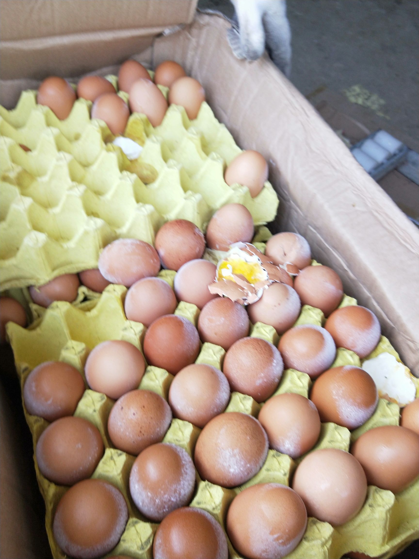 [毛蛋批发] 毛鸡蛋实蛋价格0.16元/个 - 惠农网