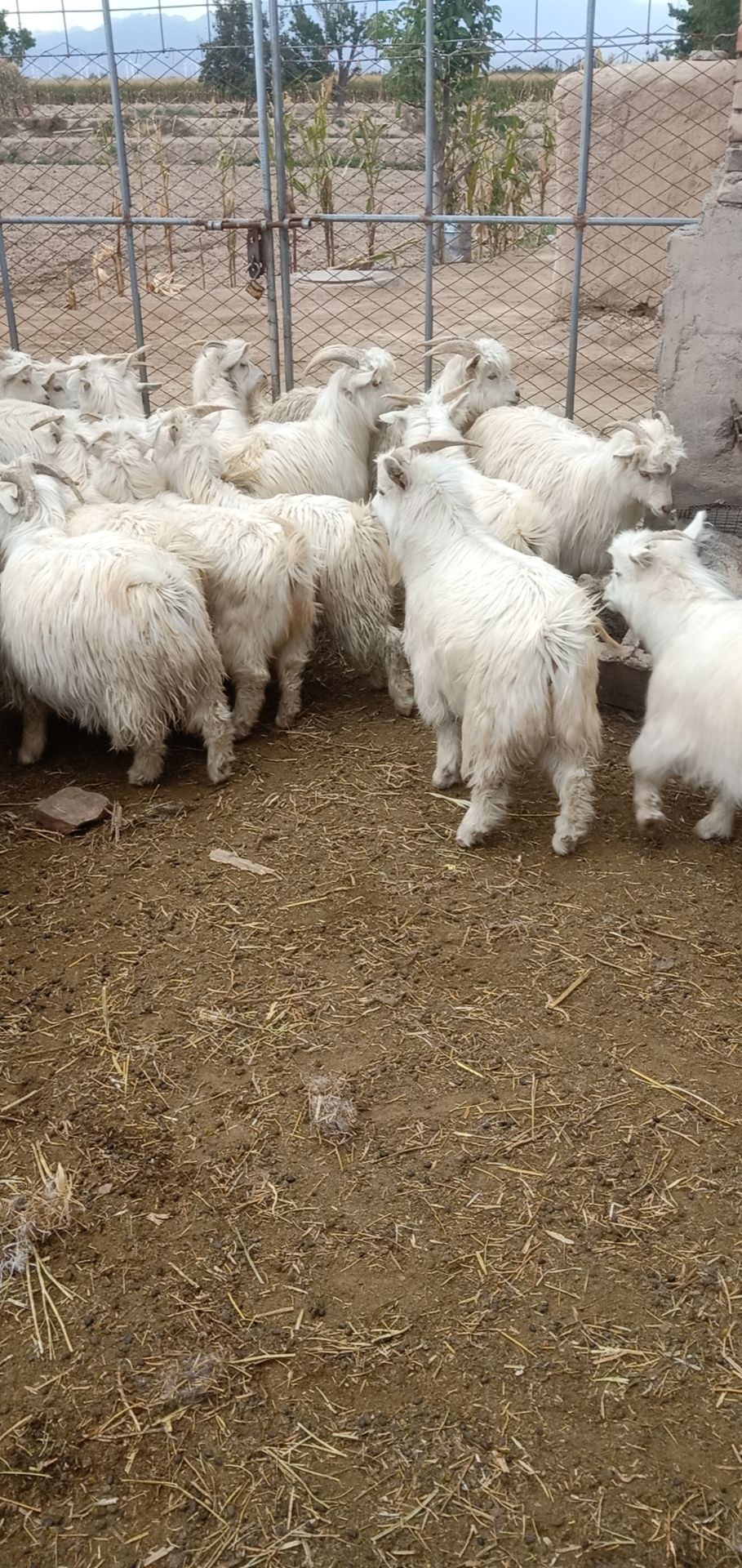 土羊 来自大草原的美食