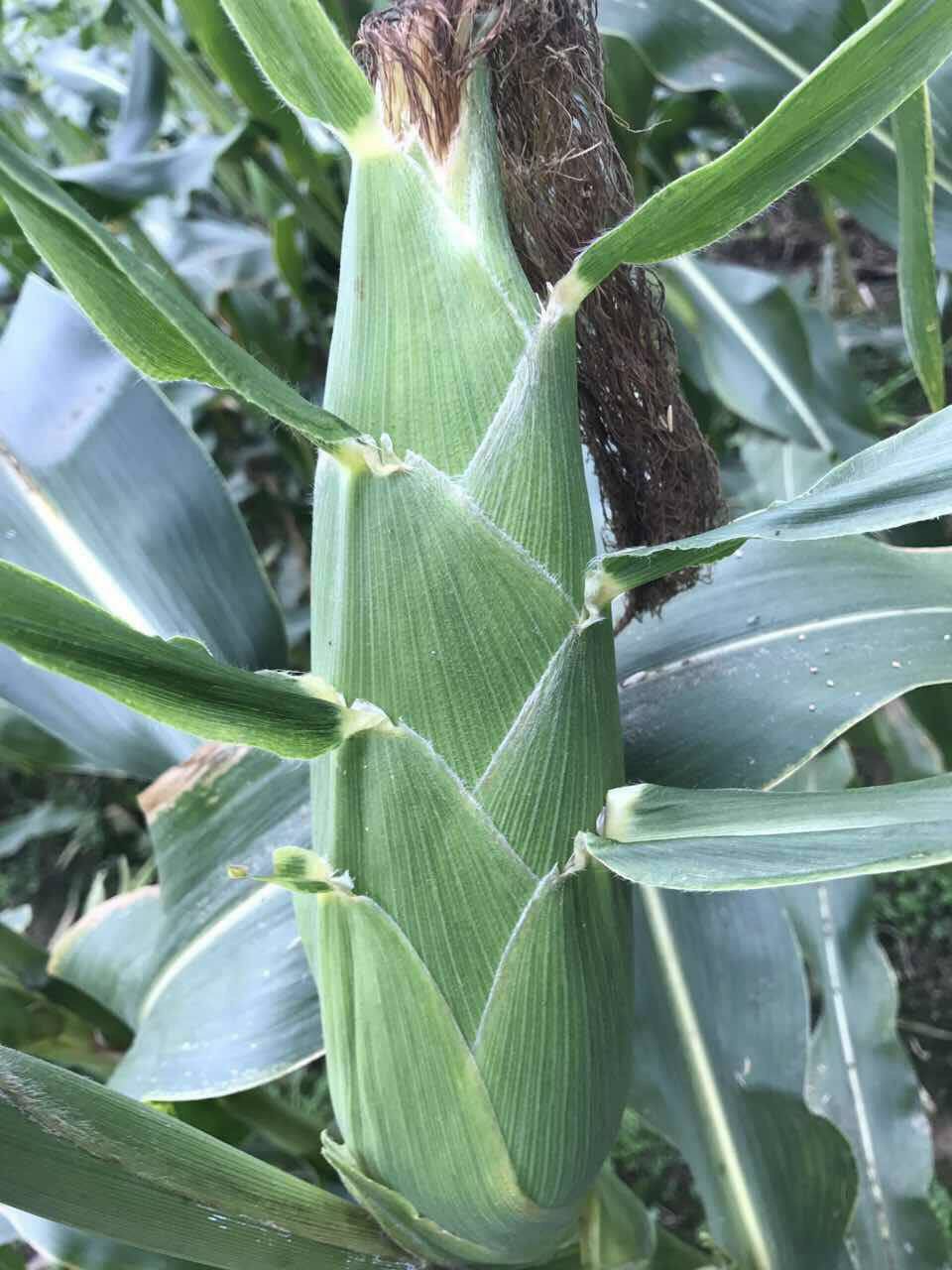 l2水果玉米种子 l2超甜泰系大棒甜玉米