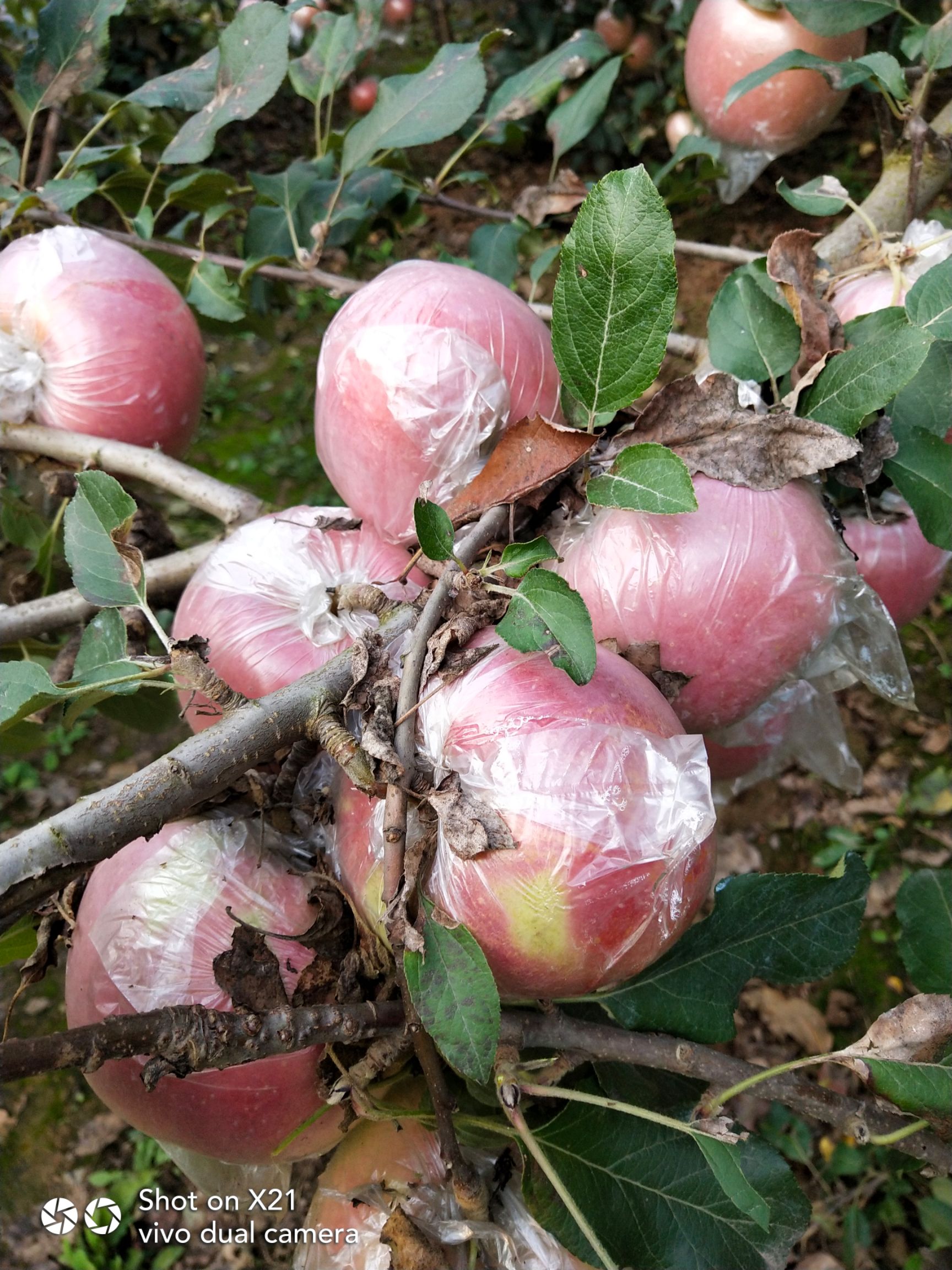 红富士苹果 优质红富士以大量下树,基地直销,个大色好,口感翠甜诚信