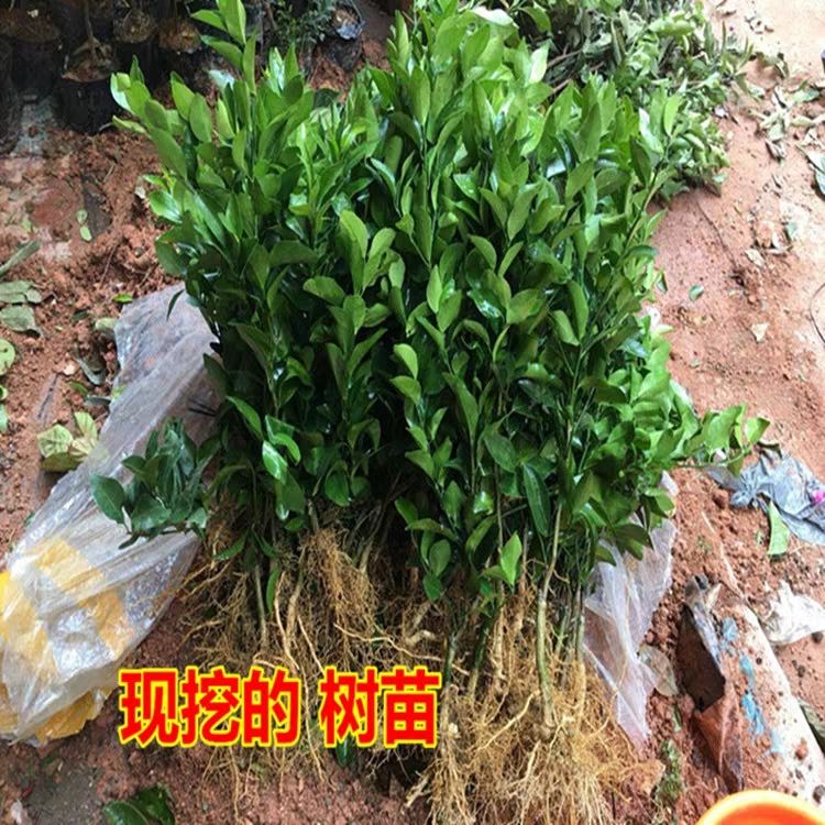 沙糖桔苗 沙糖桔盆栽 皮薄肉厚 口感好 基地直销 现挖现卖