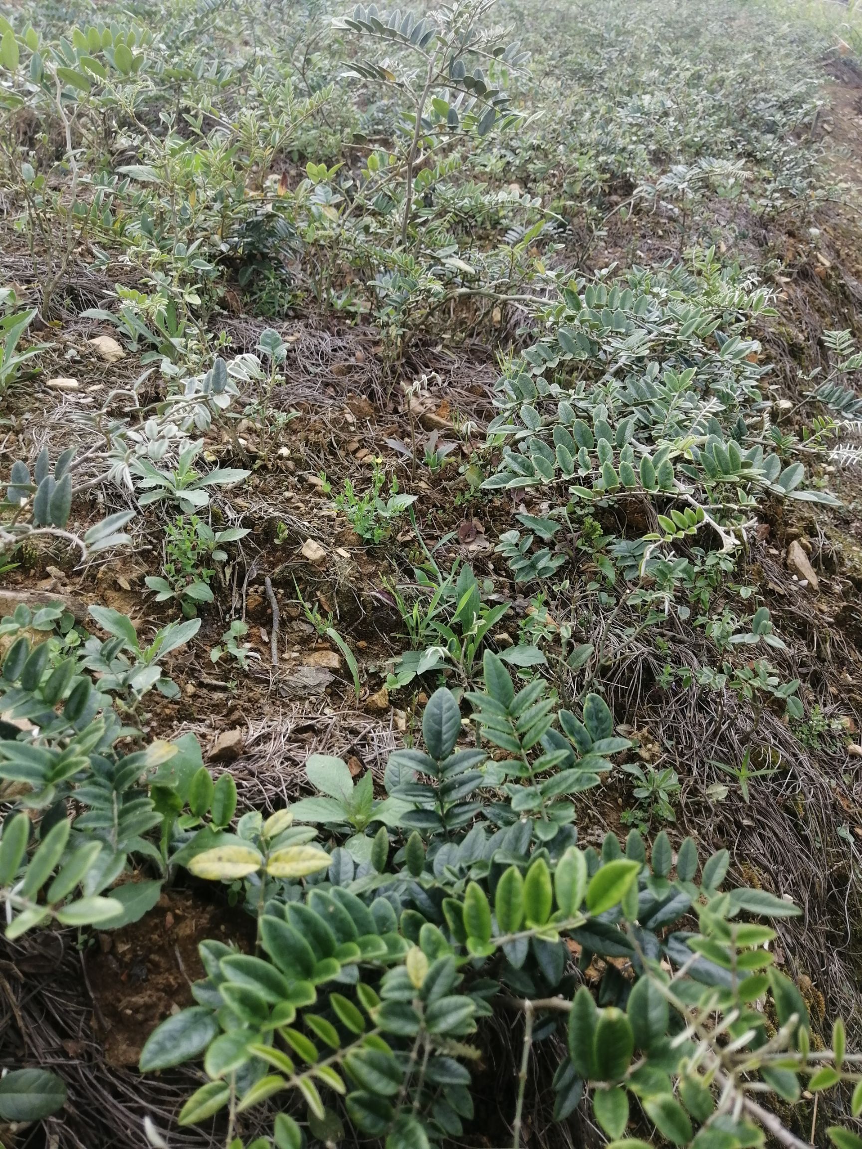 [山豆根苗批发]山豆根苗 山豆根种子 广豆根种子价格