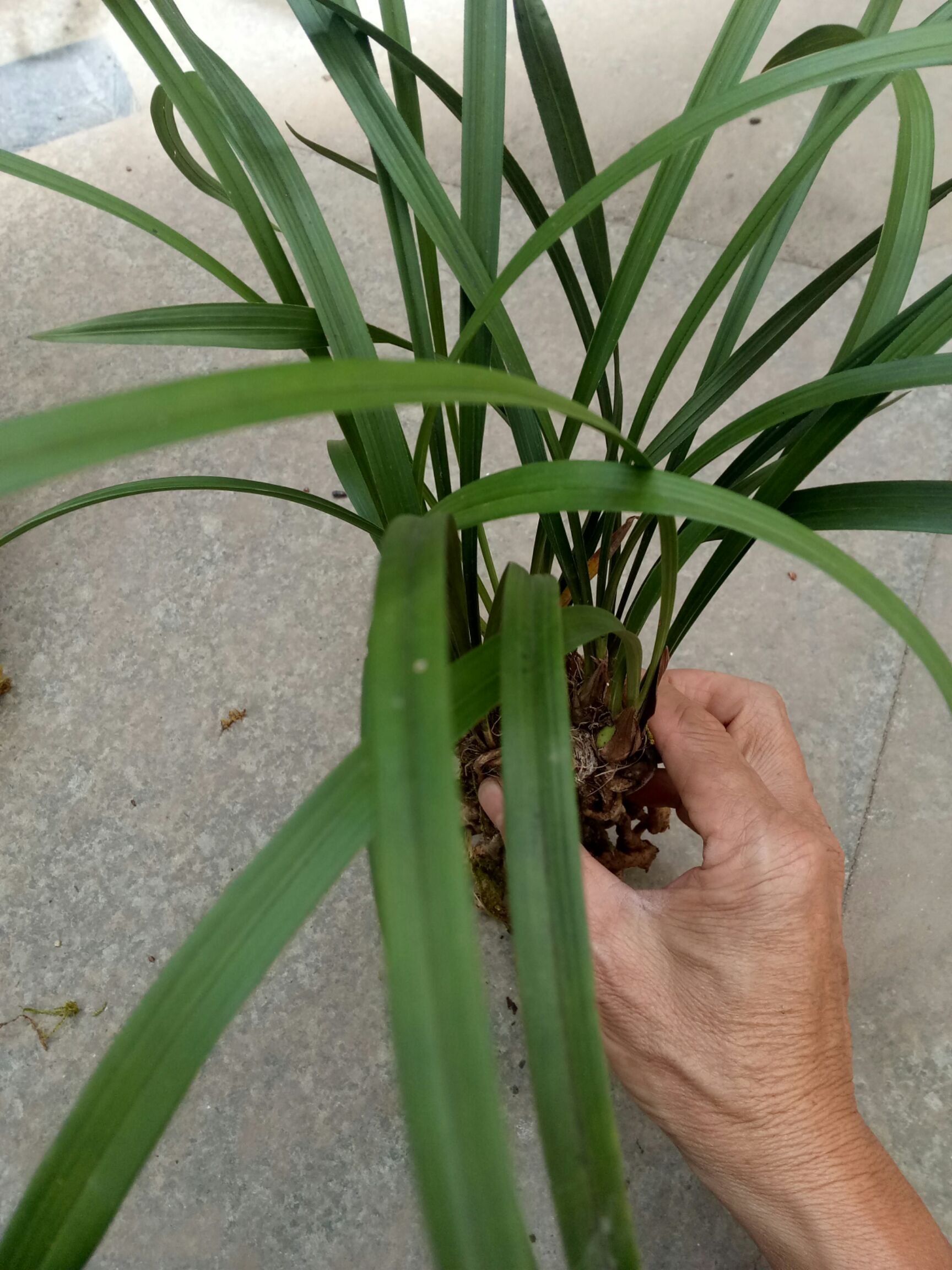 莲瓣兰正宗从林莲瓣兰,包邮