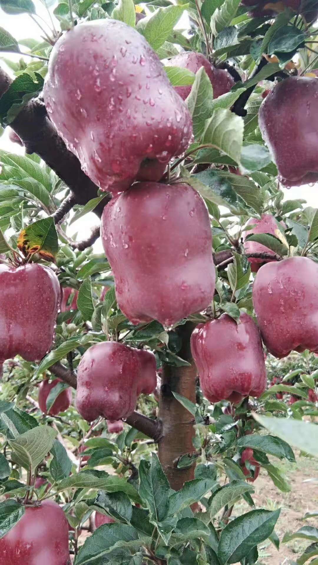 甘肃天水花牛苹果