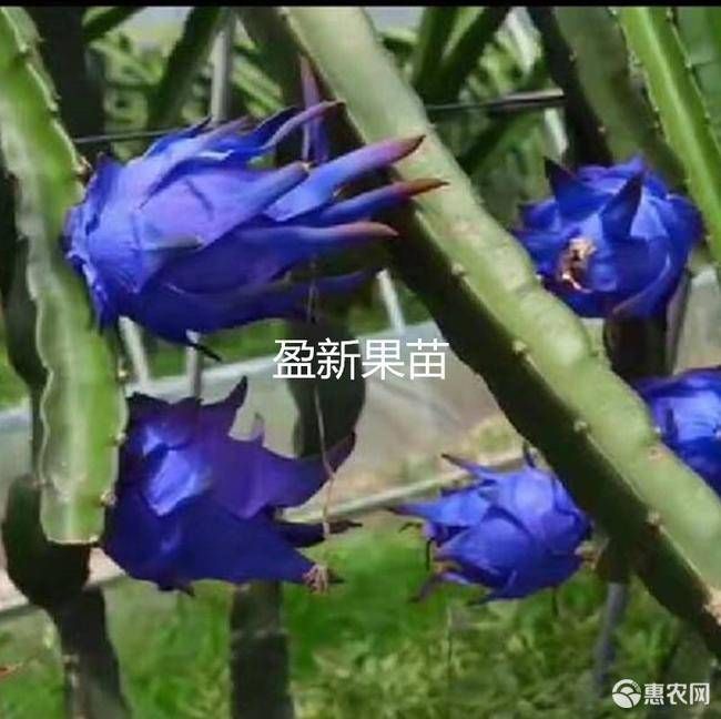 香蜜龙火龙果苗 蓝宝石火龙果蓝皮蓝肉更鲜甜营养