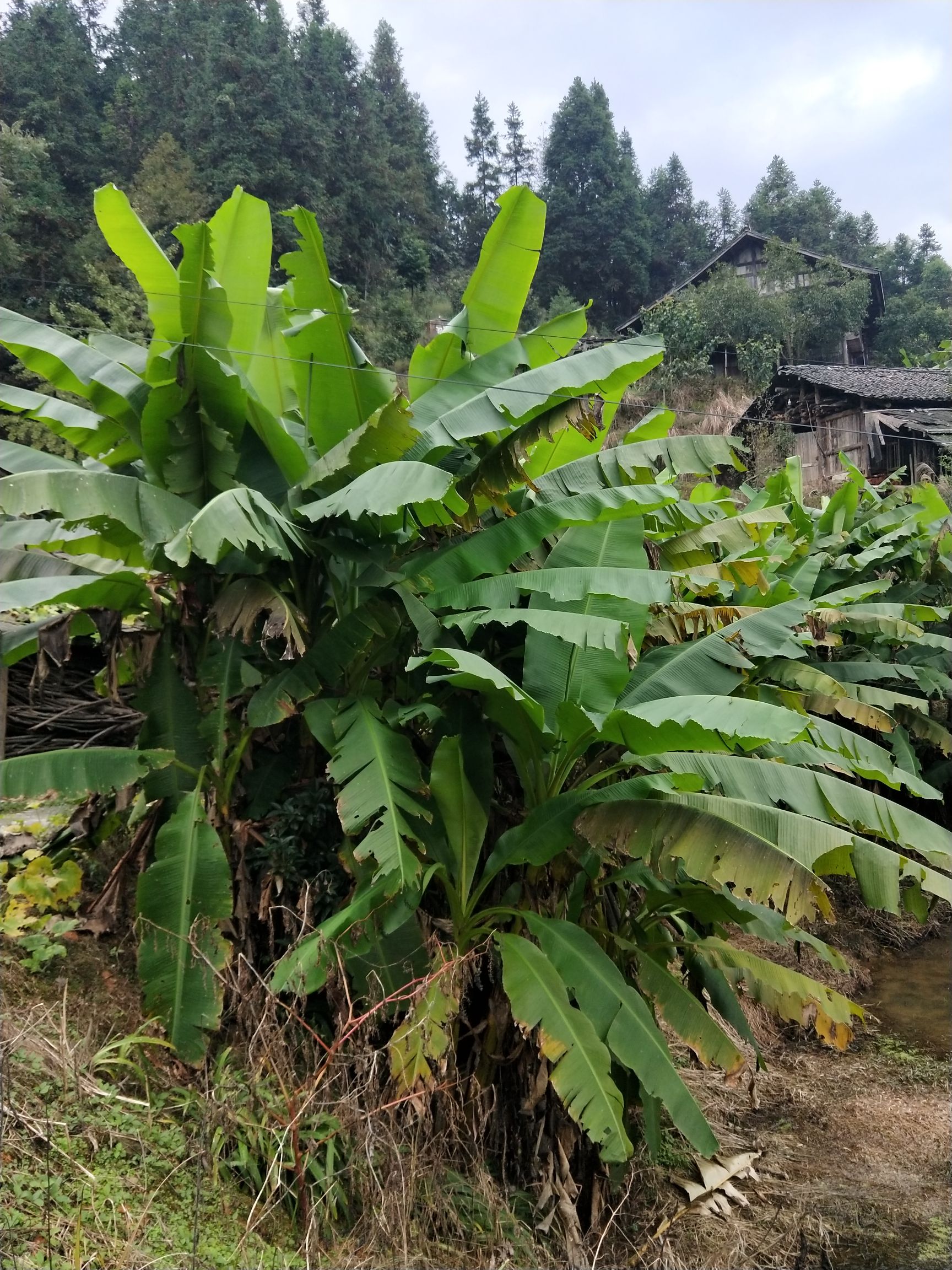 品种名:芭蕉 品种名:芭蕉 成熟度:八成熟