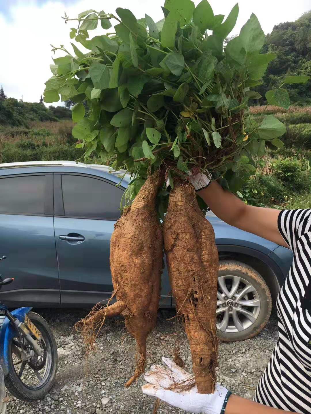 无渣粉葛 
