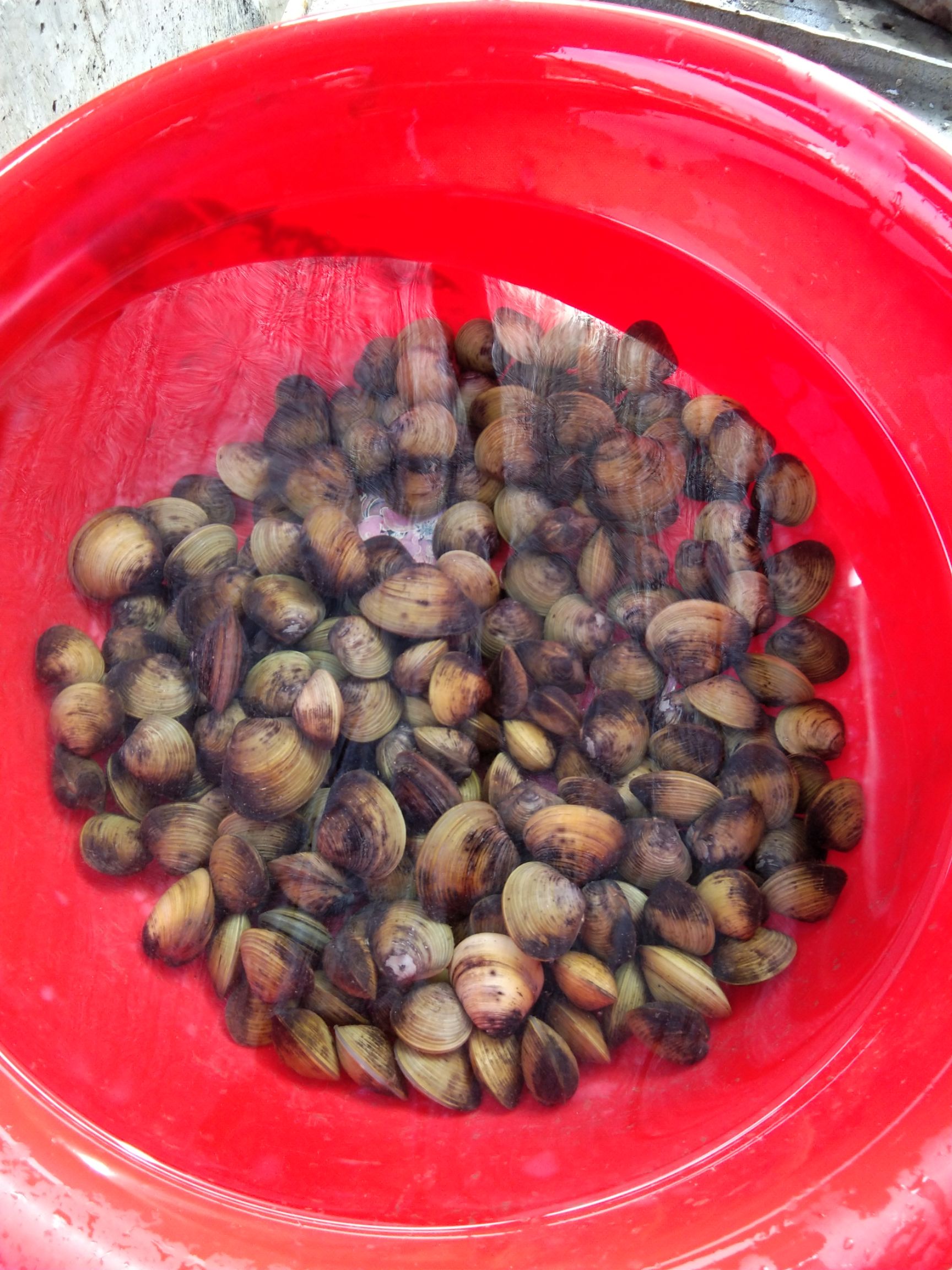 精品黄沙蚬 河蚬