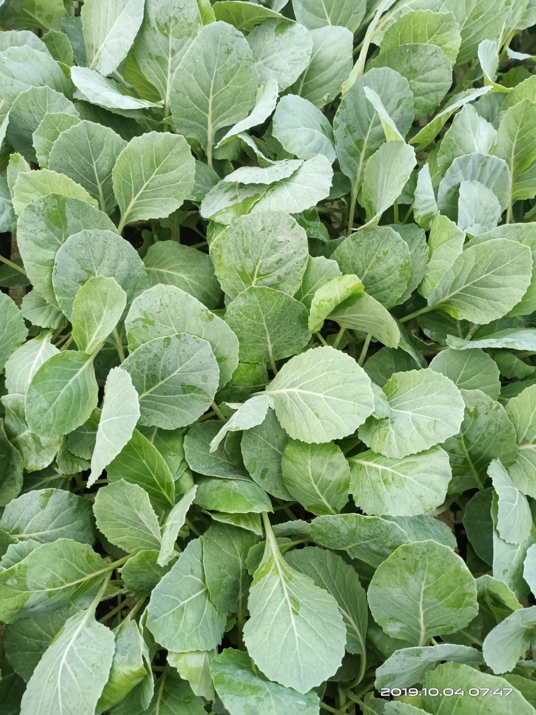 包菜苗 