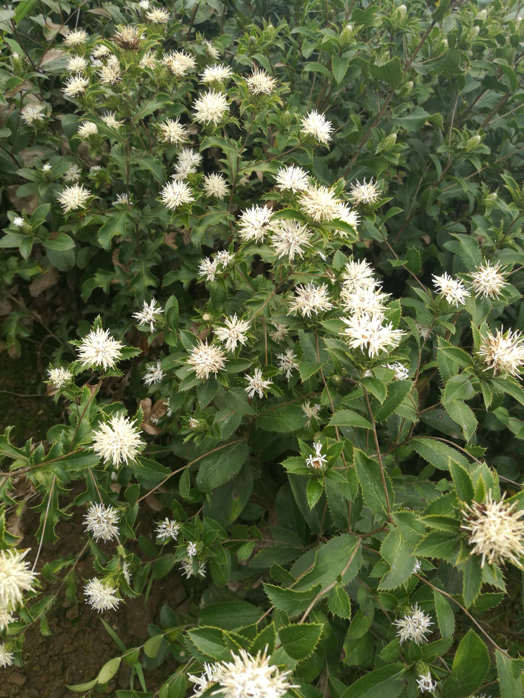 苍术种苗 2020北苍术(朱砂点)一年小苗