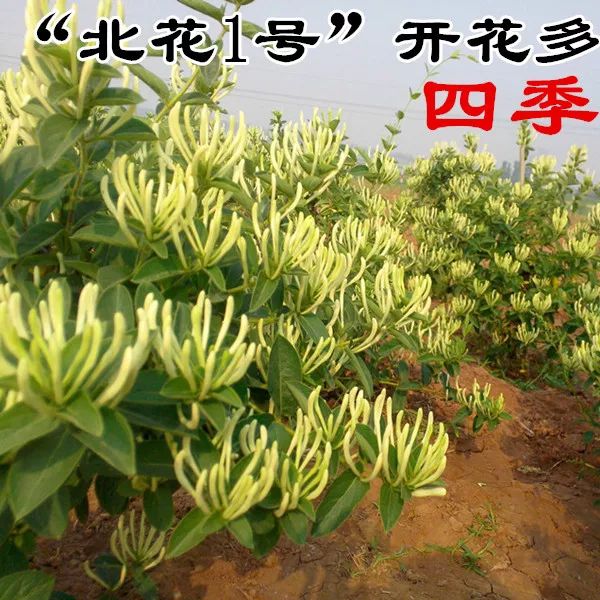 北花一号金银花苗 北花一号产量高 现挖苗 三包服务 全国包邮