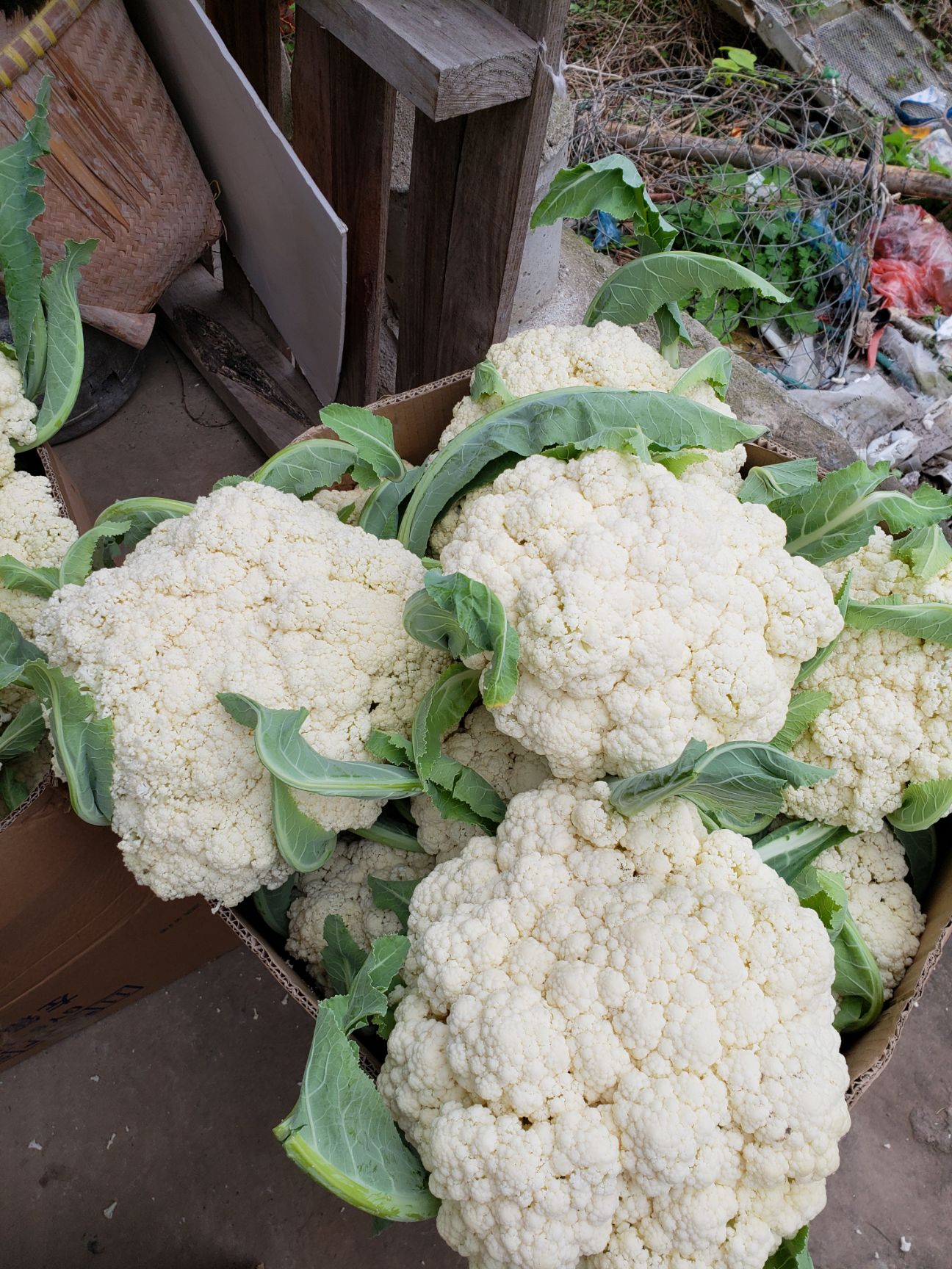 白面青梗松花菜 白面青梗菜花 散花小米花 松花菜 浙江小王菜花代办