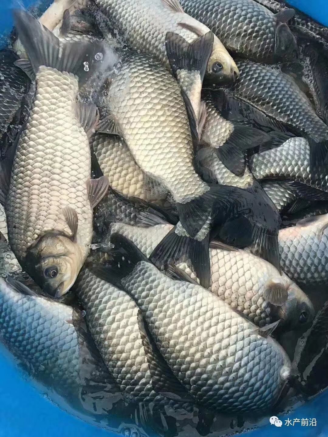 [彭泽鲫鱼批发] 精品彭泽鲫,中科三号鲫鱼,质量一流价格6.