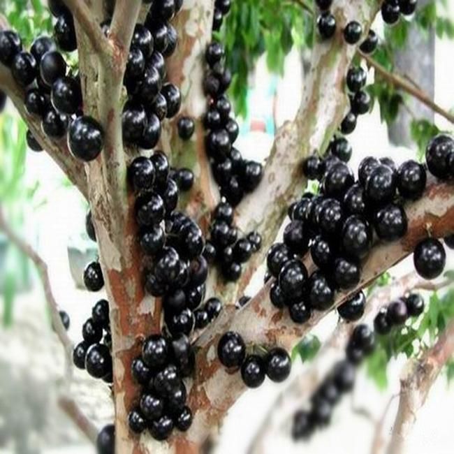 黑加仑苗 黑加仑葡萄苗 黑宝葡萄 树葡萄 当年结果