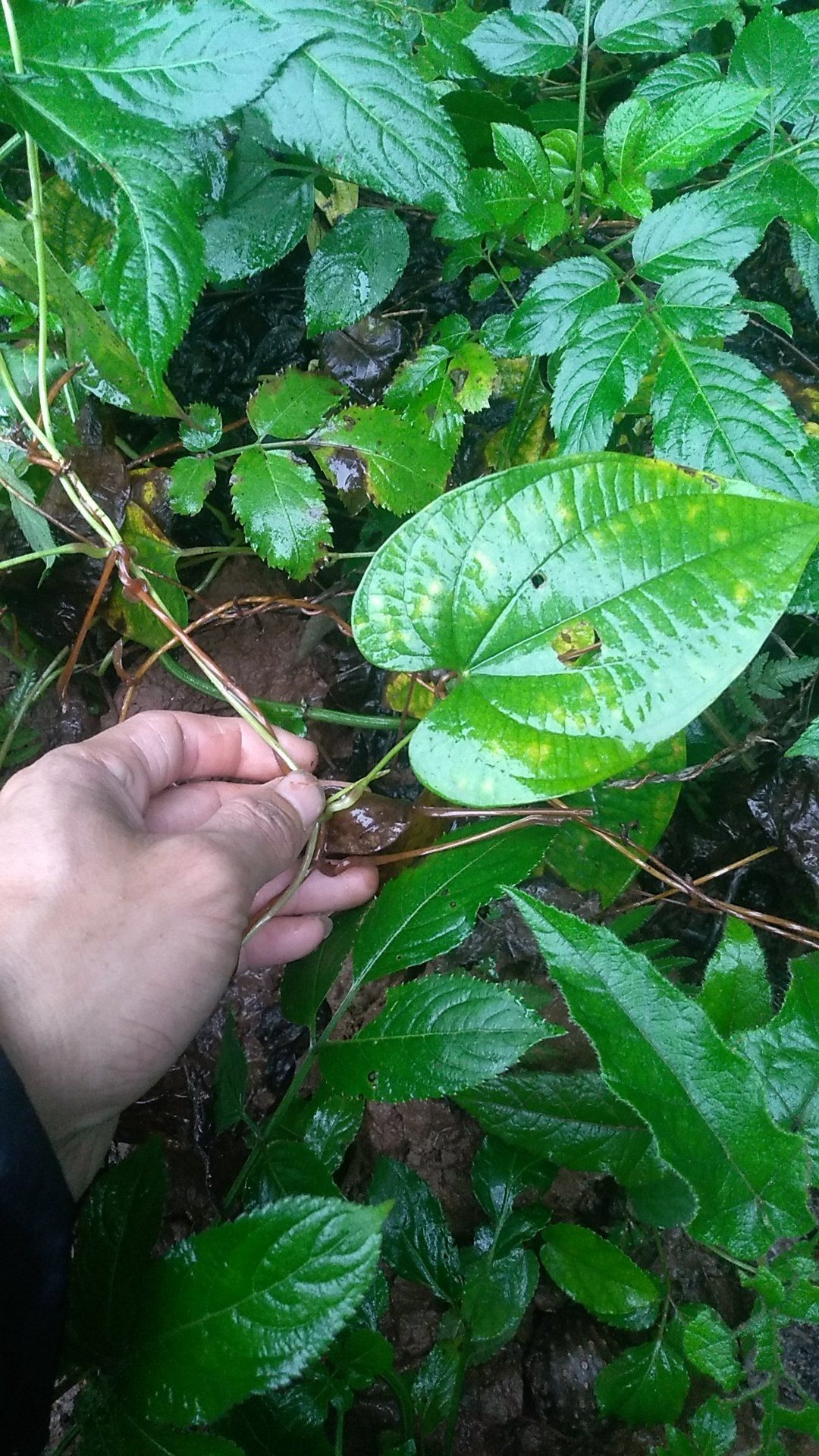 黄独【黄药子】