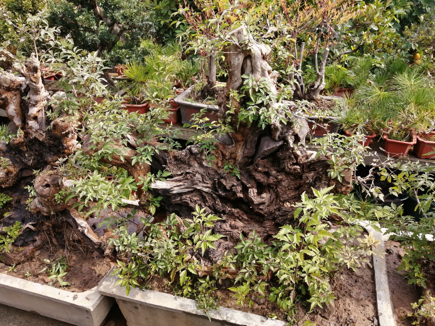 荆棘根盆景造型观景盆景树形优美南北方种植中通包邮