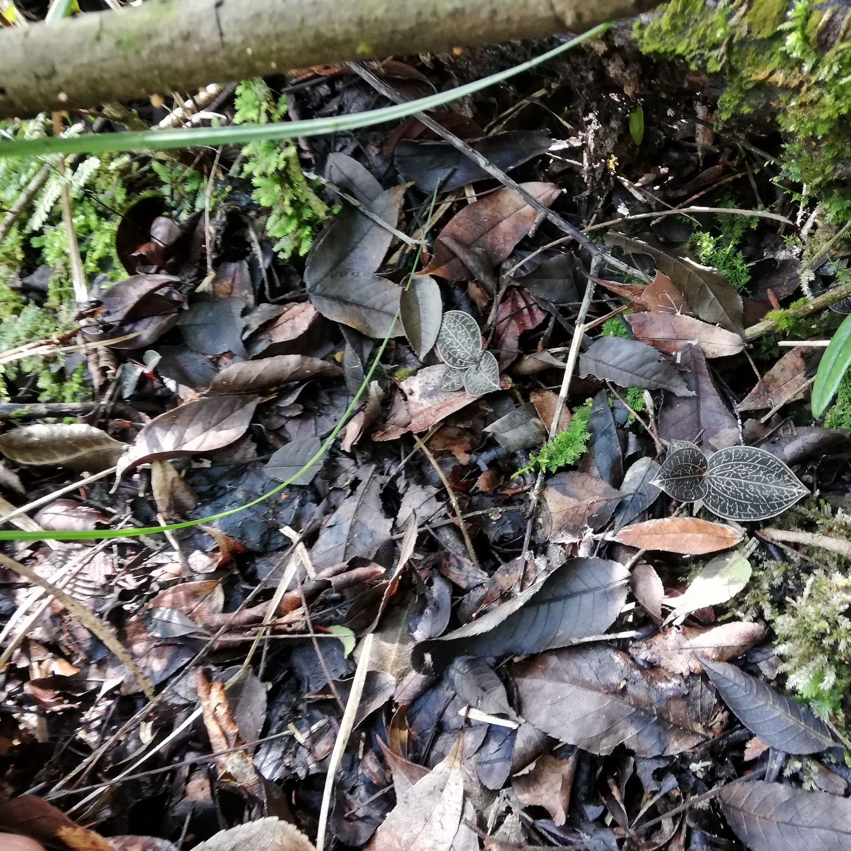 金线莲 贵州山区地道野生金线兰,看视频了解生长环境