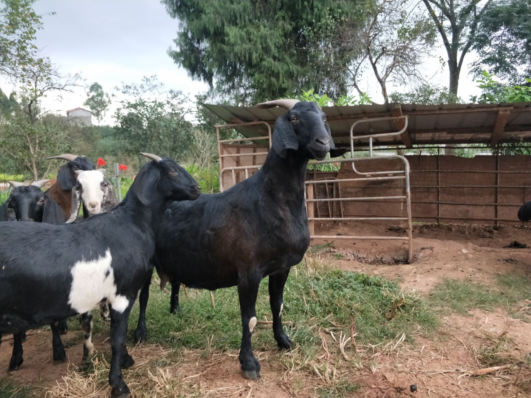 杂交努比亚黑山羊 200-230斤