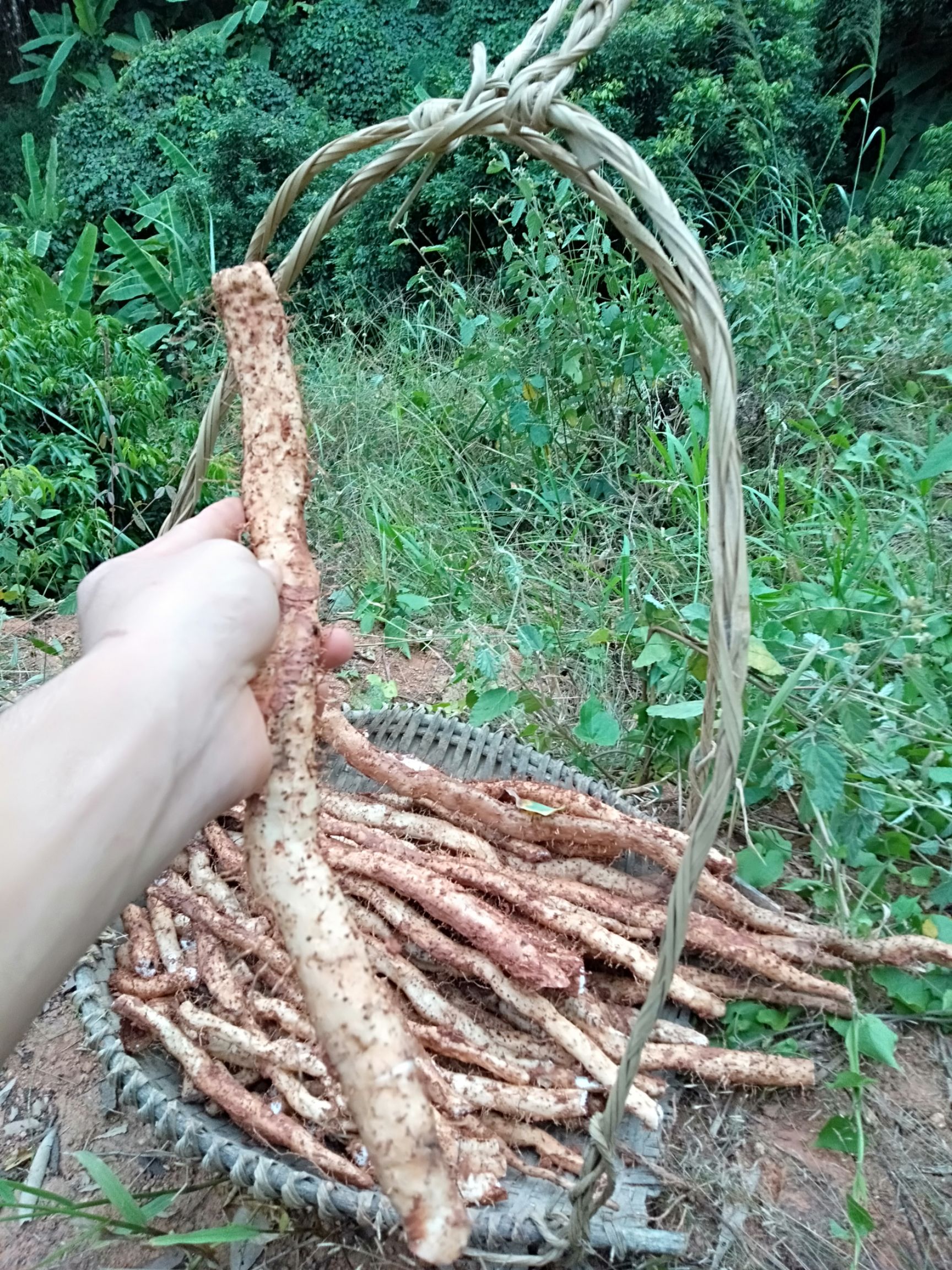 [*生山药批发]*生山药 大山里的山薯,货不多,山薯煲汤