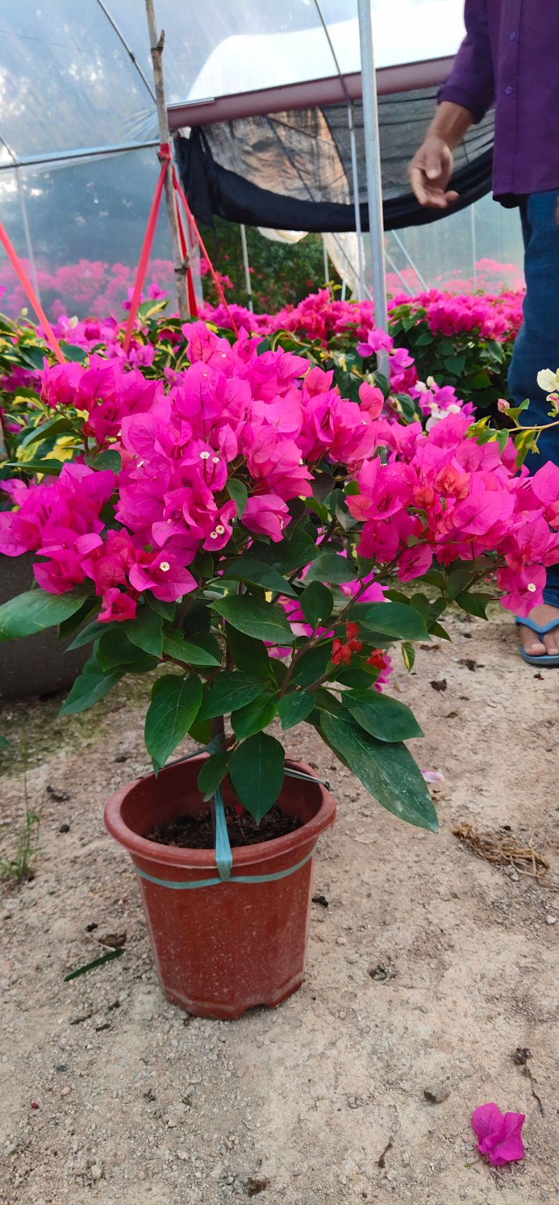 三角梅同安红花饱满花多多