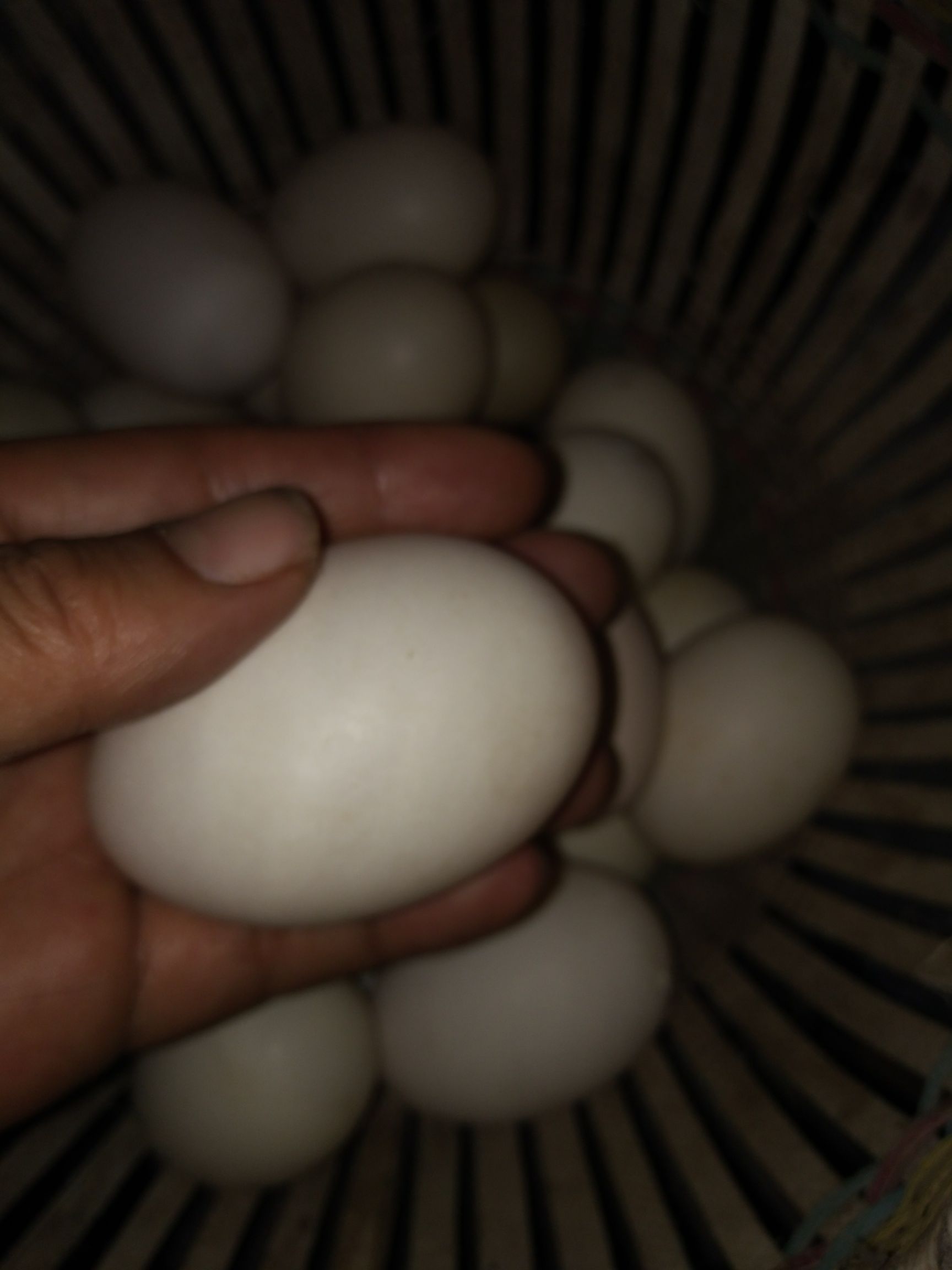 黑番鸭种蛋
