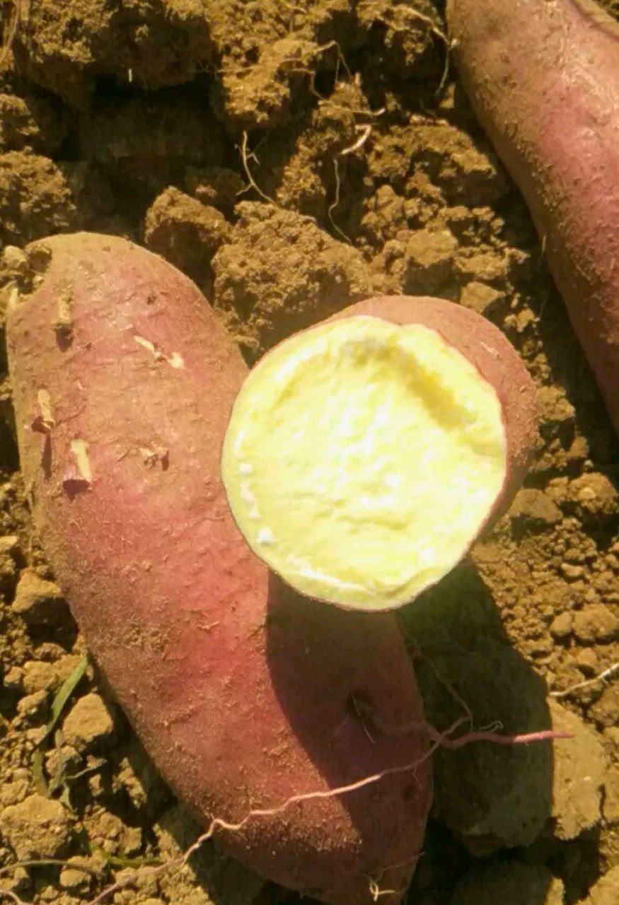 [济薯批发]济薯26号红薯 济薯26价格0.5元/斤 - 惠农网