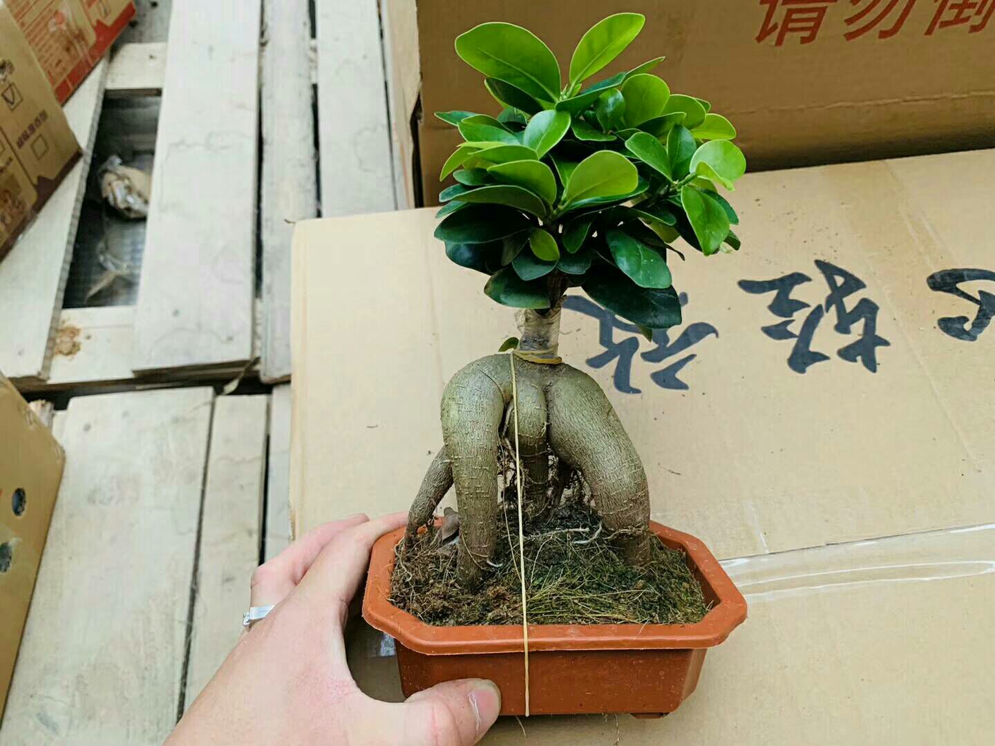 人参榕树盆景