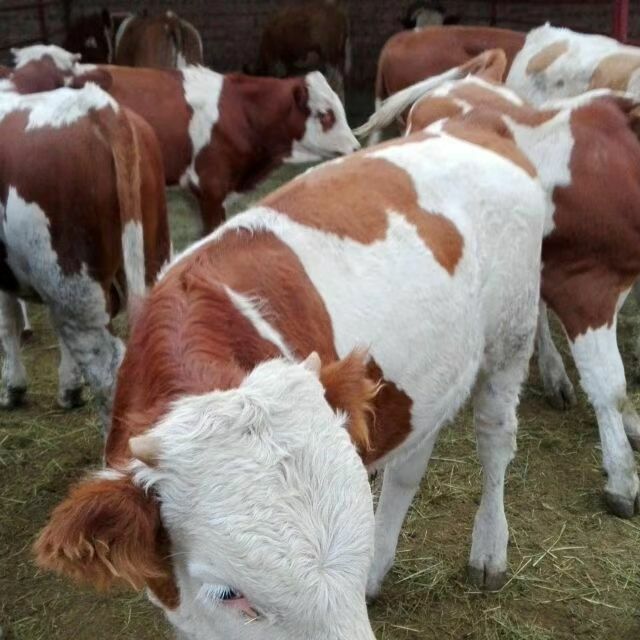 西门塔尔牛犊利木赞肉牛