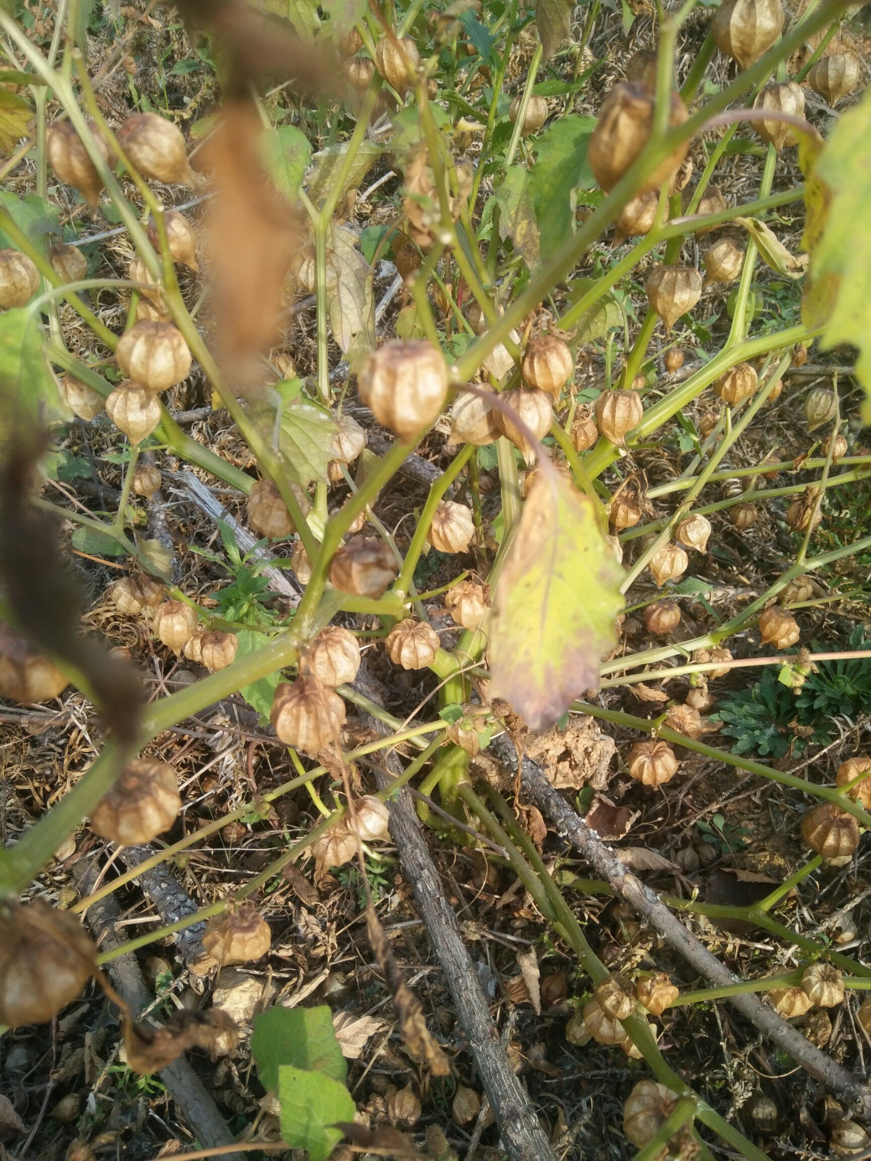 灯笼果,黄菇娘纯野生数量有限抓紧时间20斤起步包邮