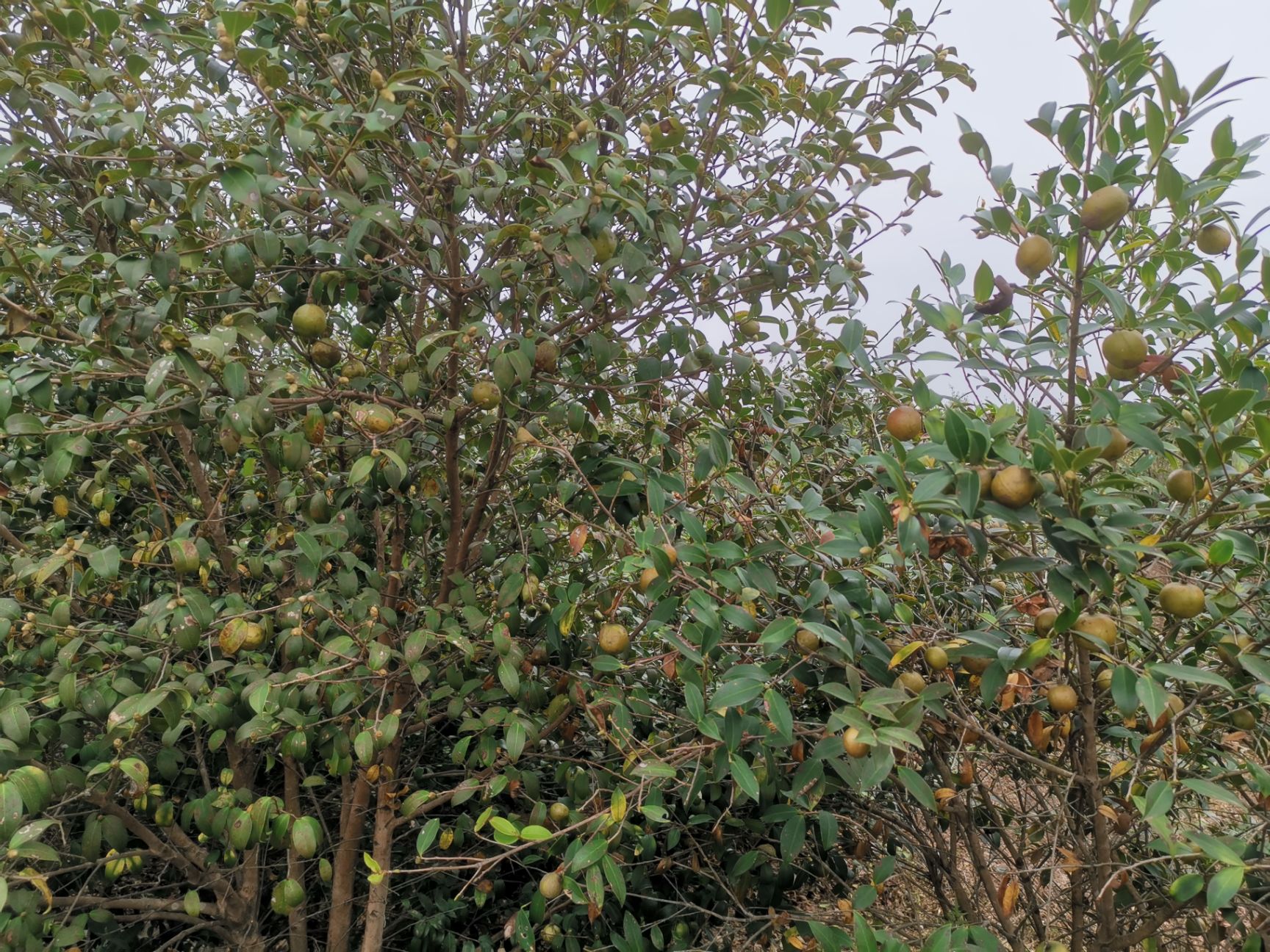 油茶籽 湖南道县200亩油茶林卖鲜果,已下树,要的赶快!