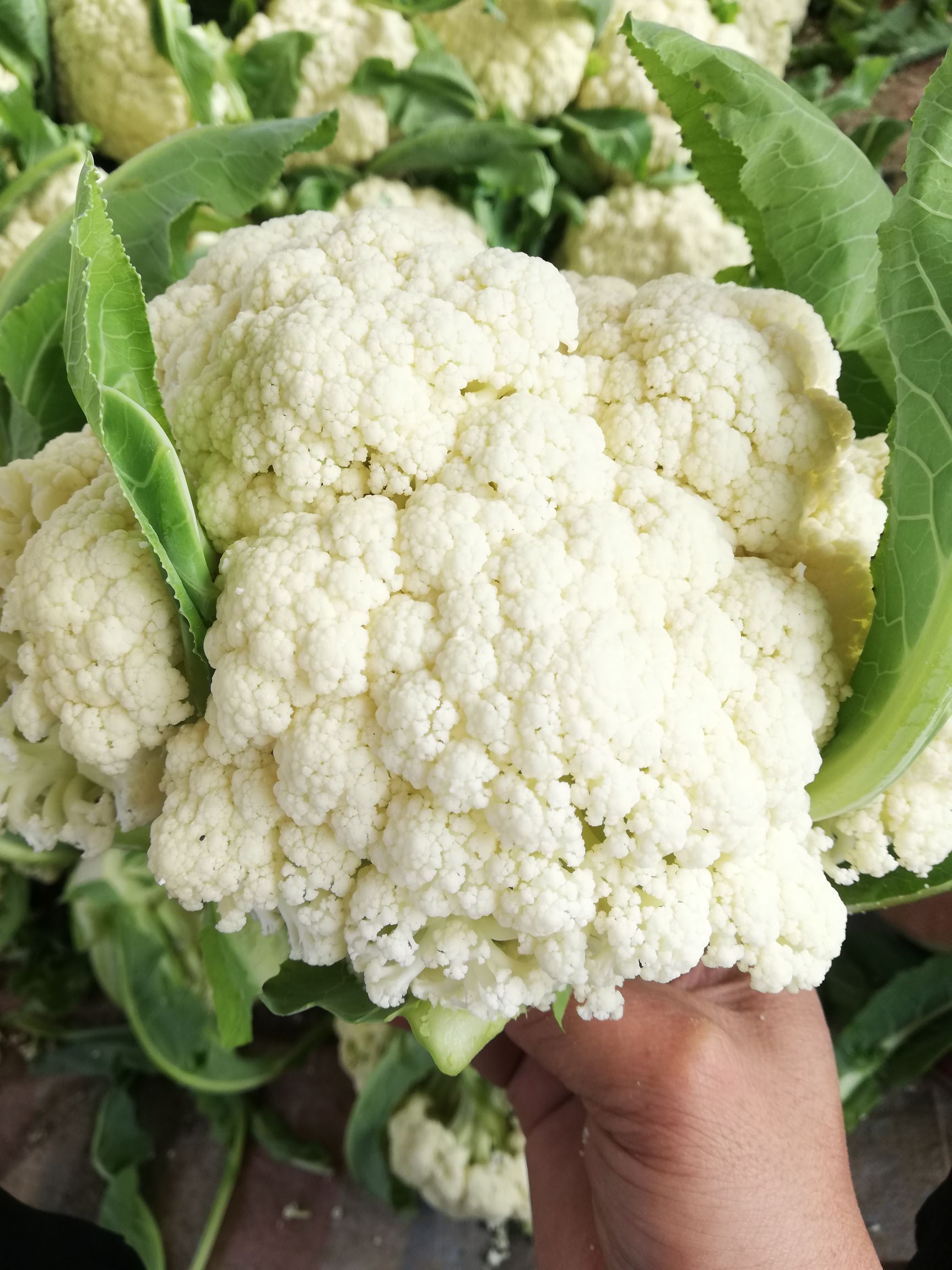松花菜 大量供应有机花菜