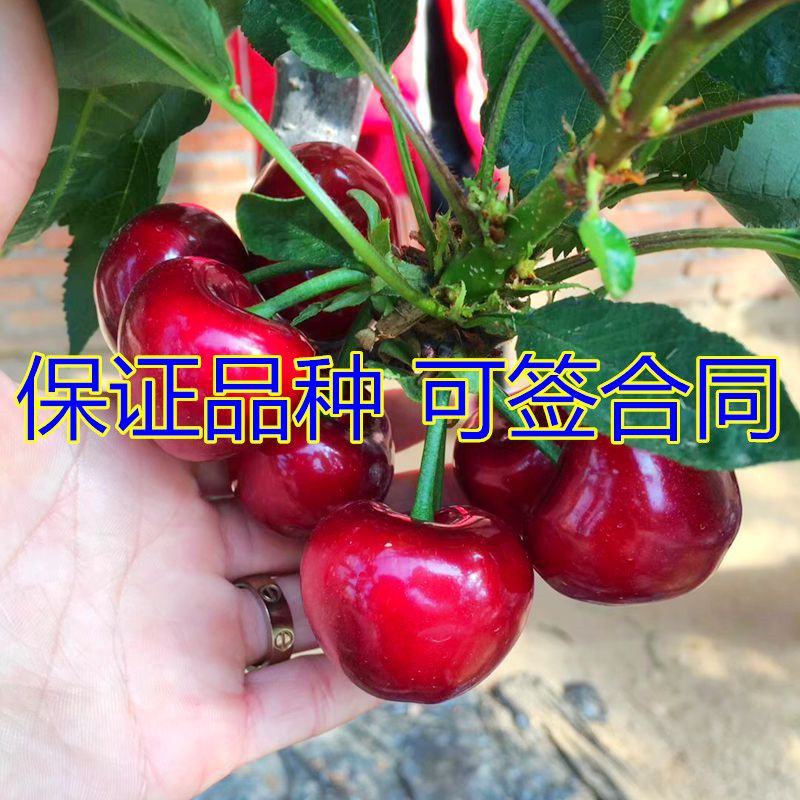 拉宾斯樱桃苗 车厘子先锋拉宾斯红灯樱桃树苗南方北方种植当年结果苗