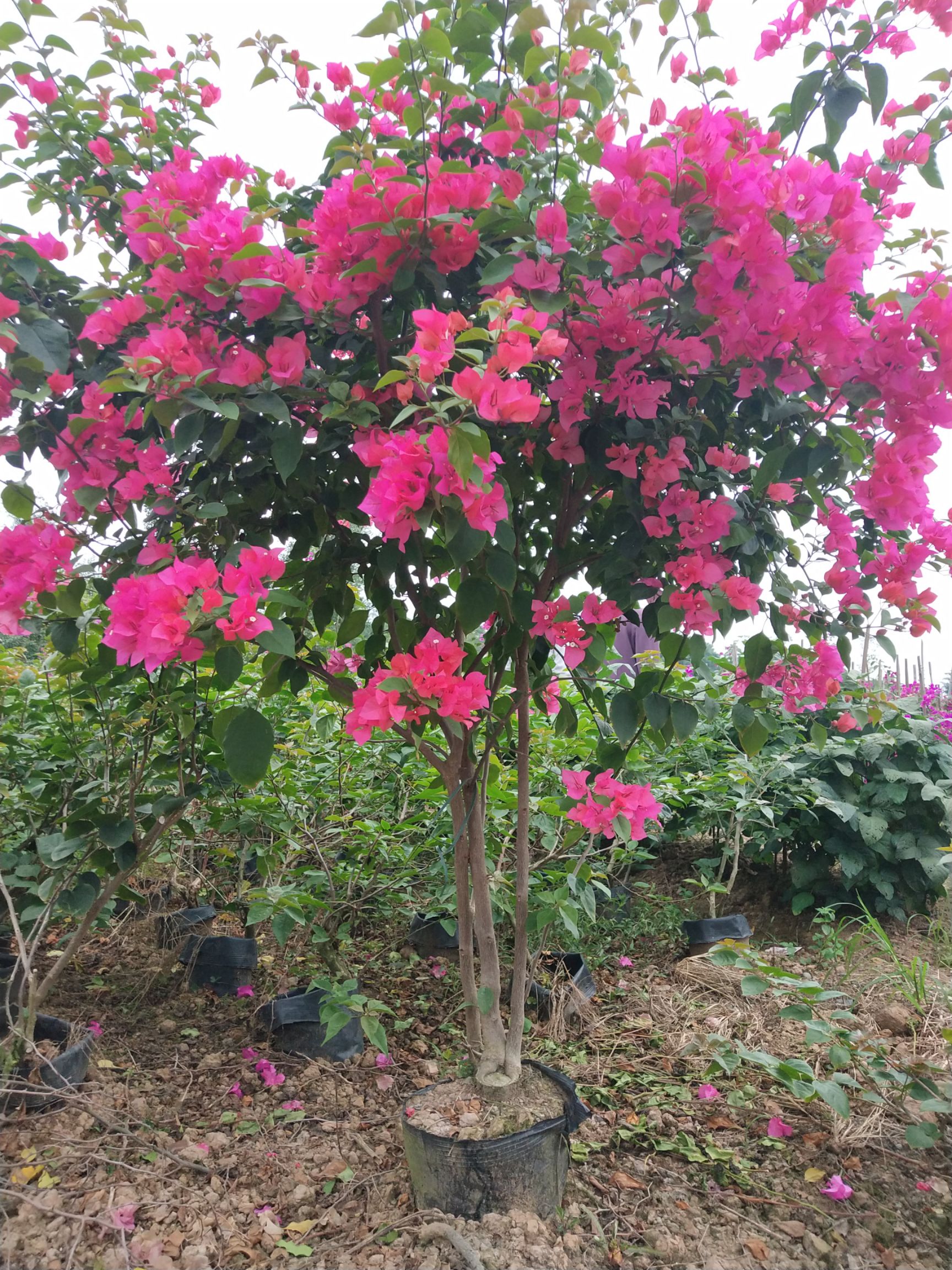 宜宾三角梅基地工程笼子货红花紫花