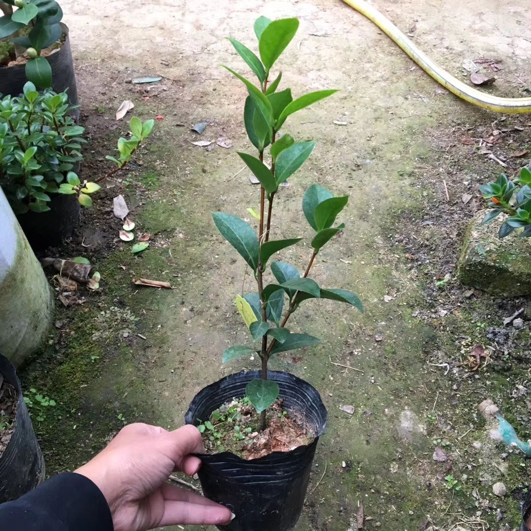 名贵品种茶花:葛蕾丝12杯茶花苗有分枝产地发货快递包邮