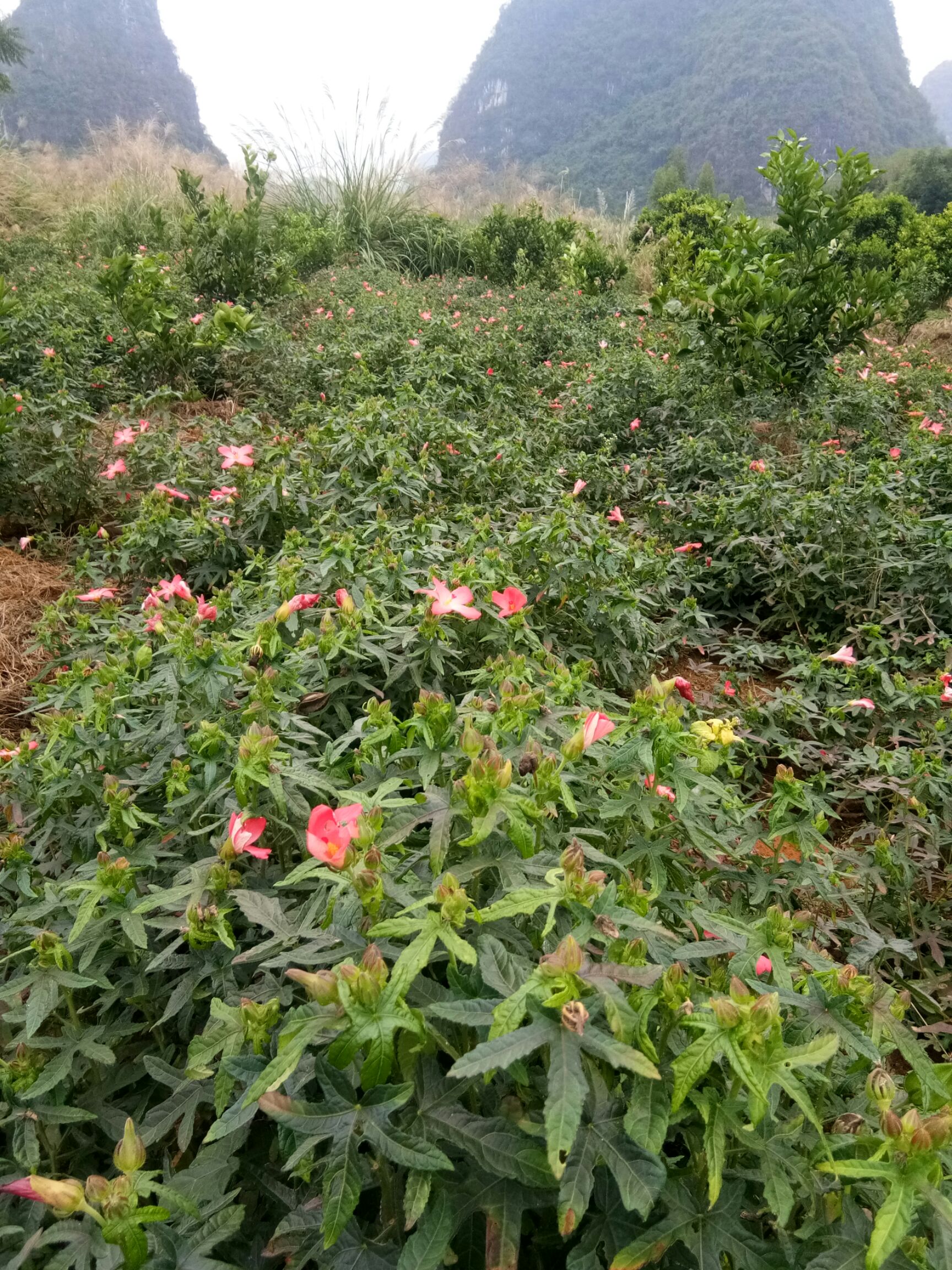 本人大量五指山参,地址桂林