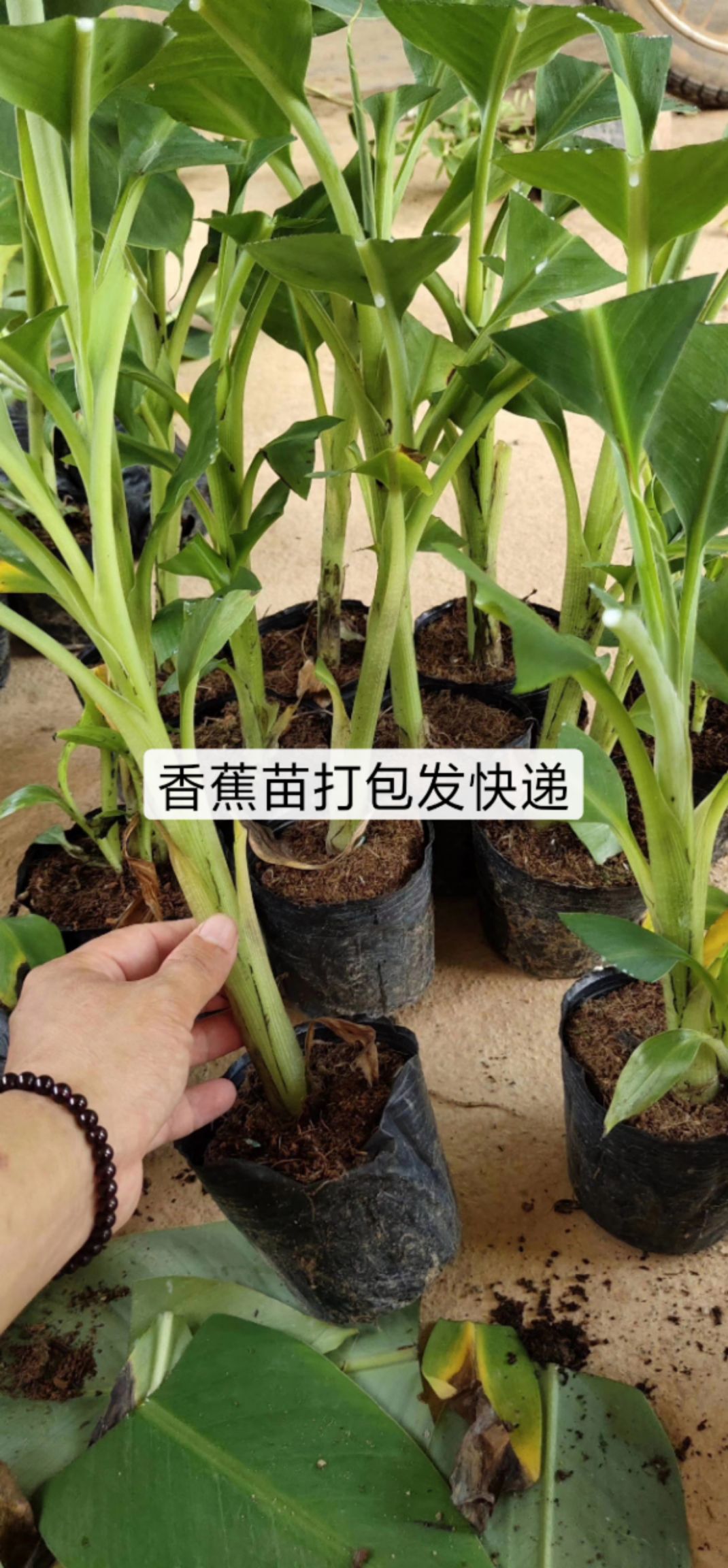 中蕉9号香蕉苗 香蕉苗,桂蕉一号,小米蕉抗病强,产量高.