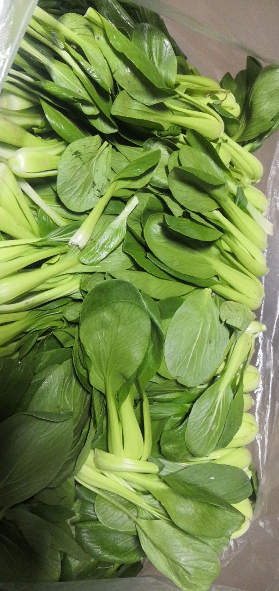 上海青 精品小油菜大量供应