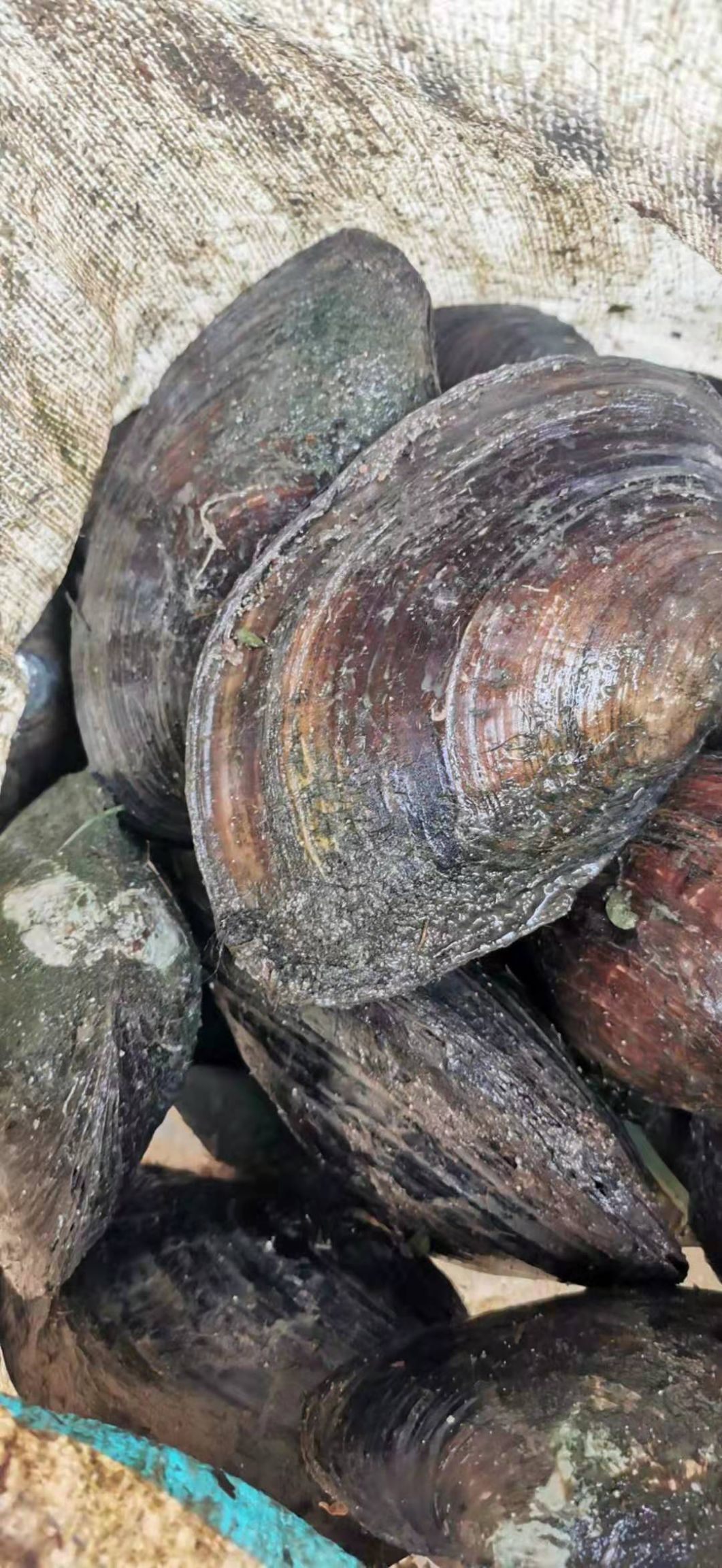 野生河蚌