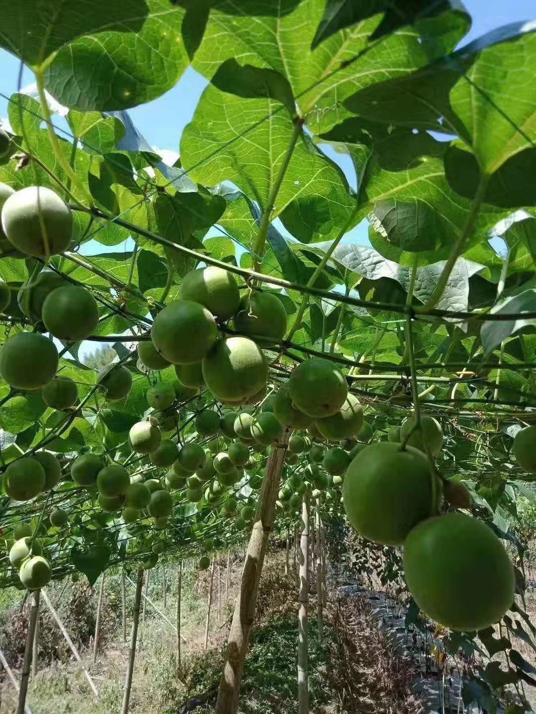 新鲜青皮罗汉果