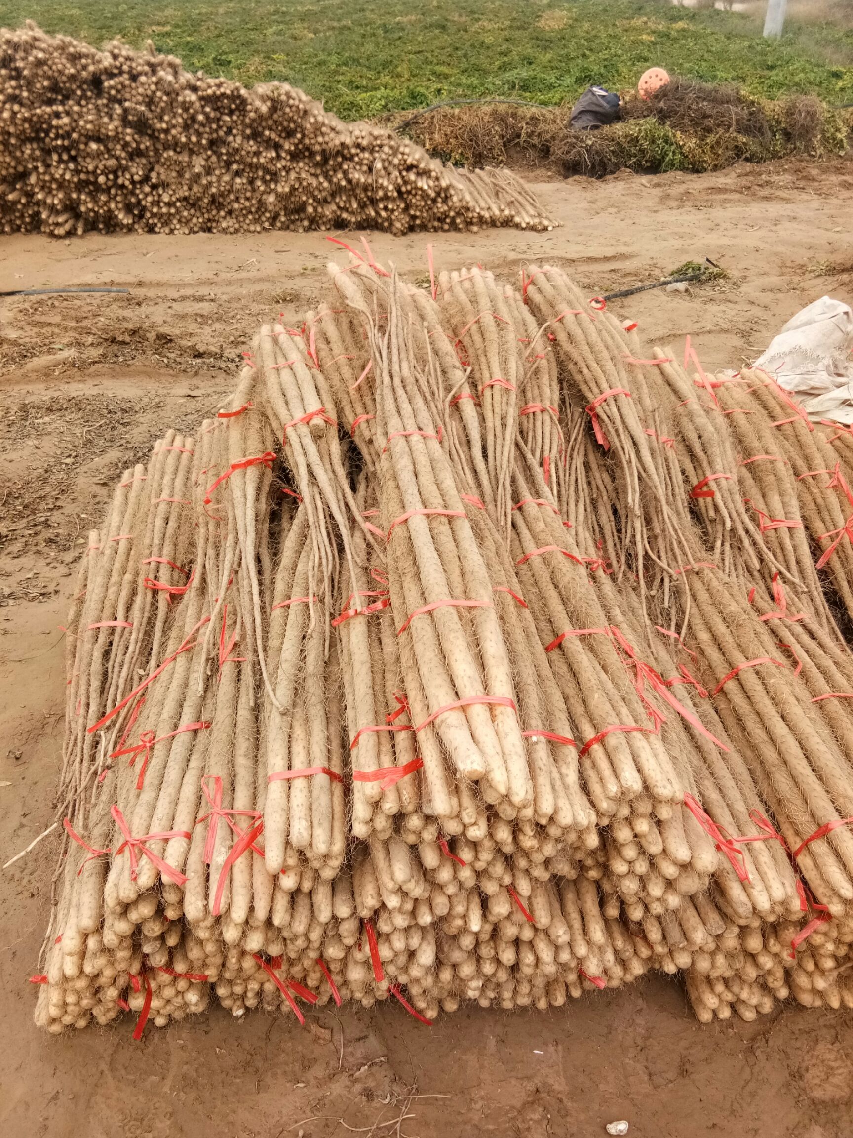 铁棍山药 正宗铁根假一伐十