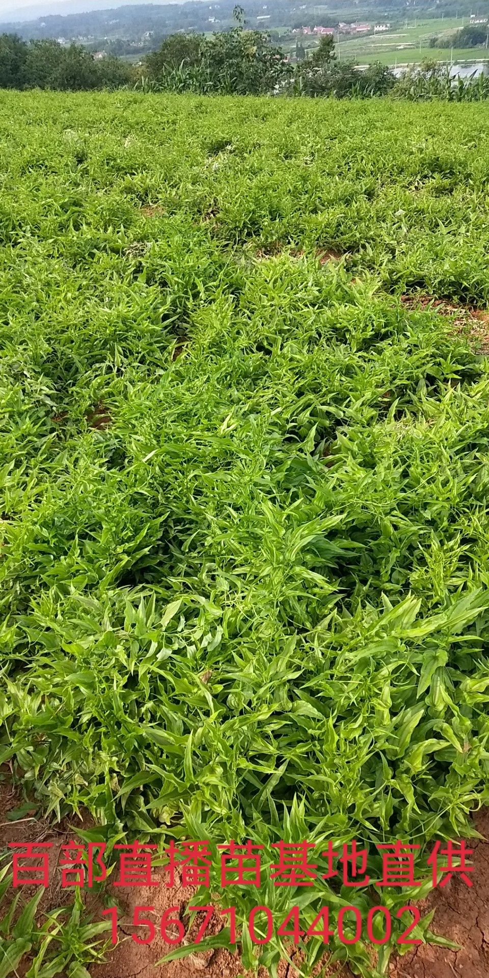 湖北省宜昌市夷陵区 百部百部苗百部种子百部种苗