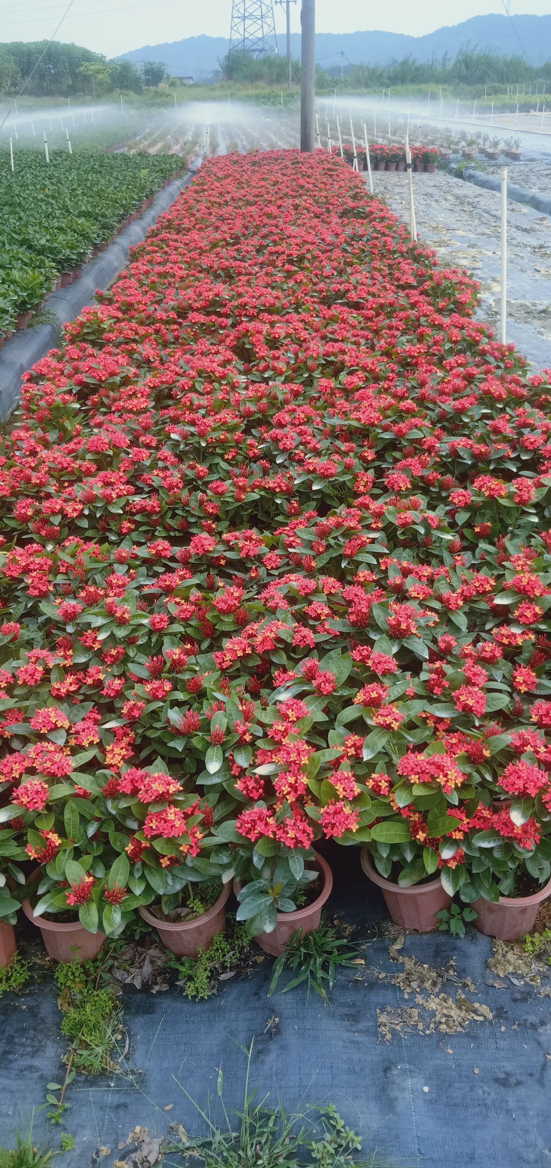 龙船花基地直销