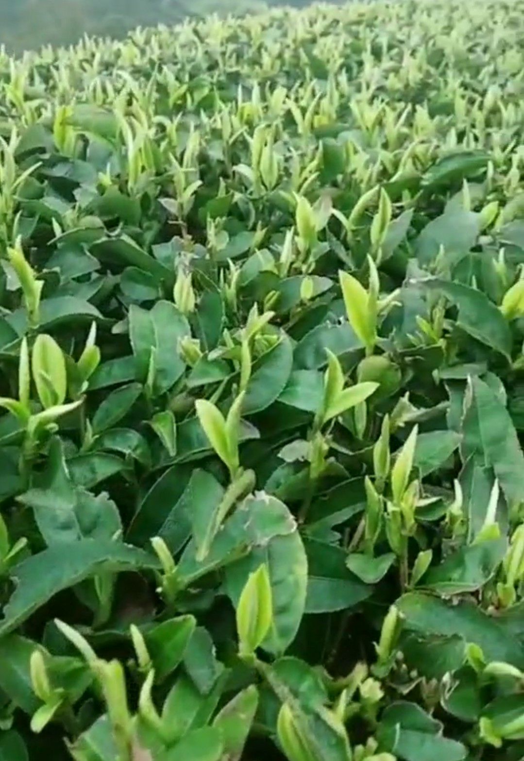 福云6号茶树苗 优质福云六号茶苗