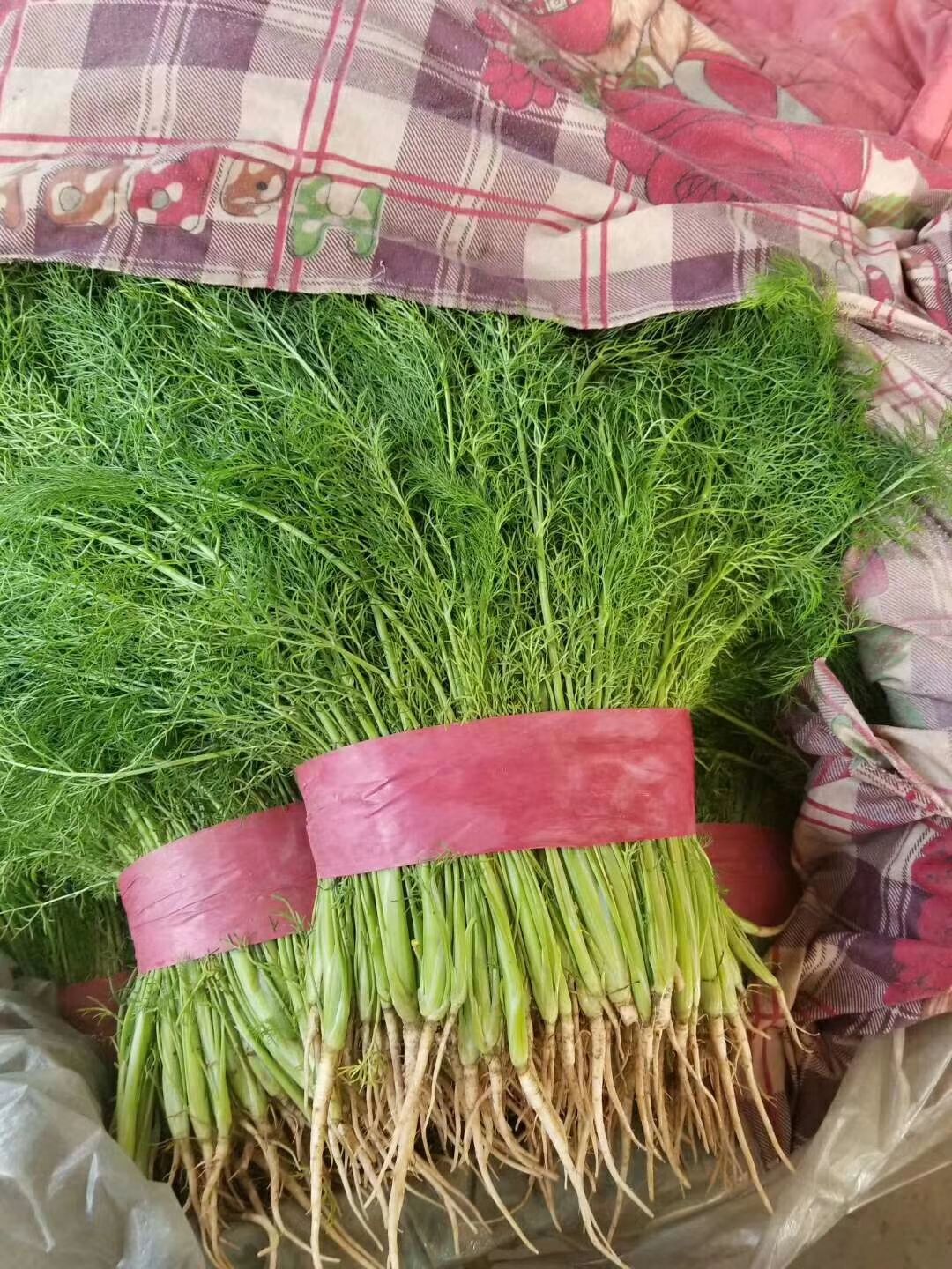茴香苗常年大量供应中,还有各种蔬菜和叶子菜