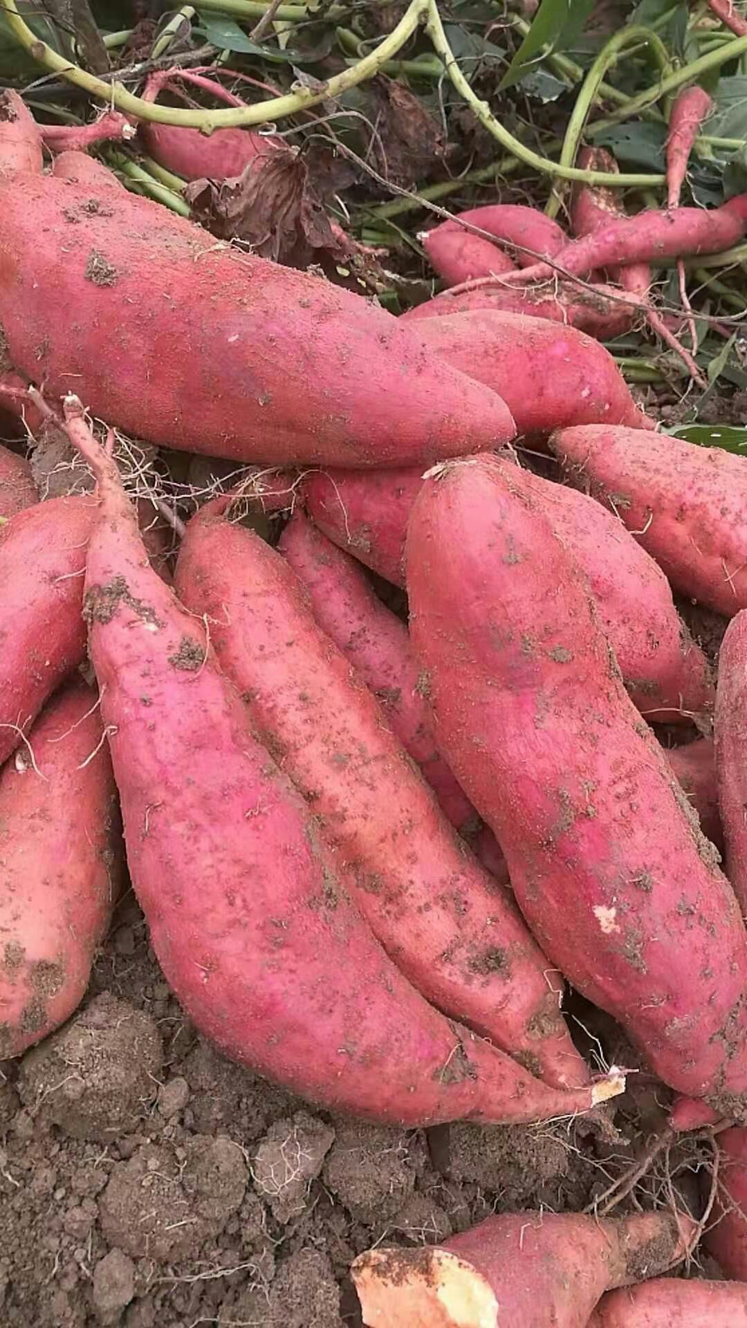 颍上县六十铺马小村现有10吨西瓜红红薯在售,单果重量3两以上