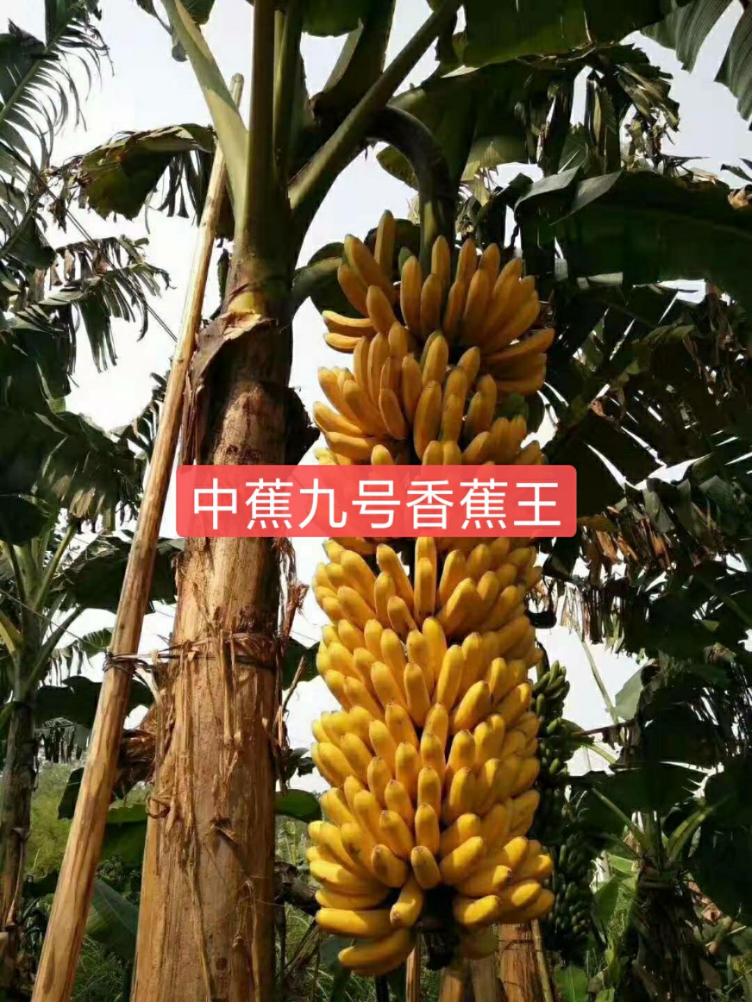 [中蕉9号香蕉苗批发]中蕉9号香蕉苗 香蕉苗,桂蕉一号