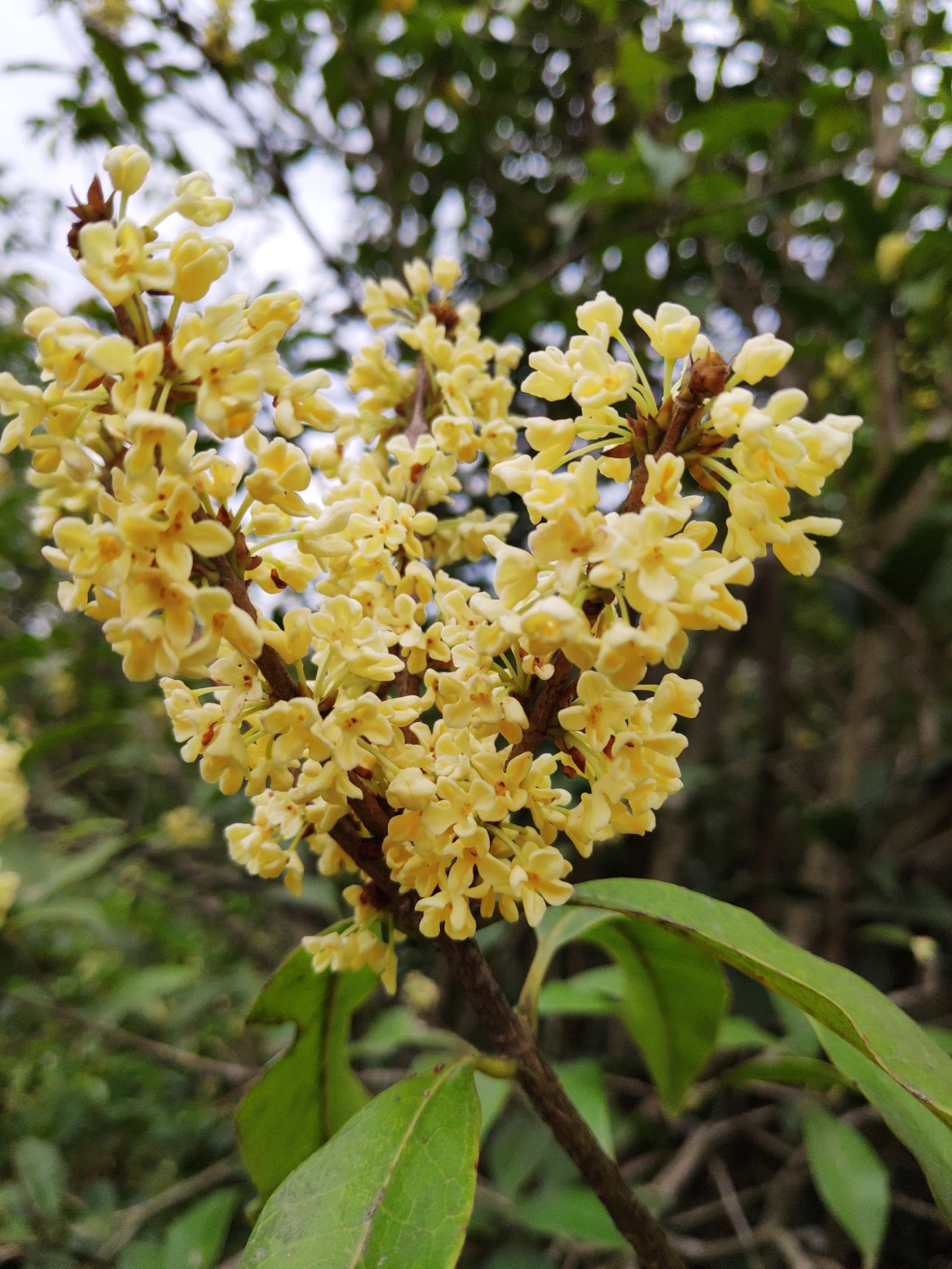 湖北咸宁咸安区 桂花树/八月桂/金桂/丹桂/血桂